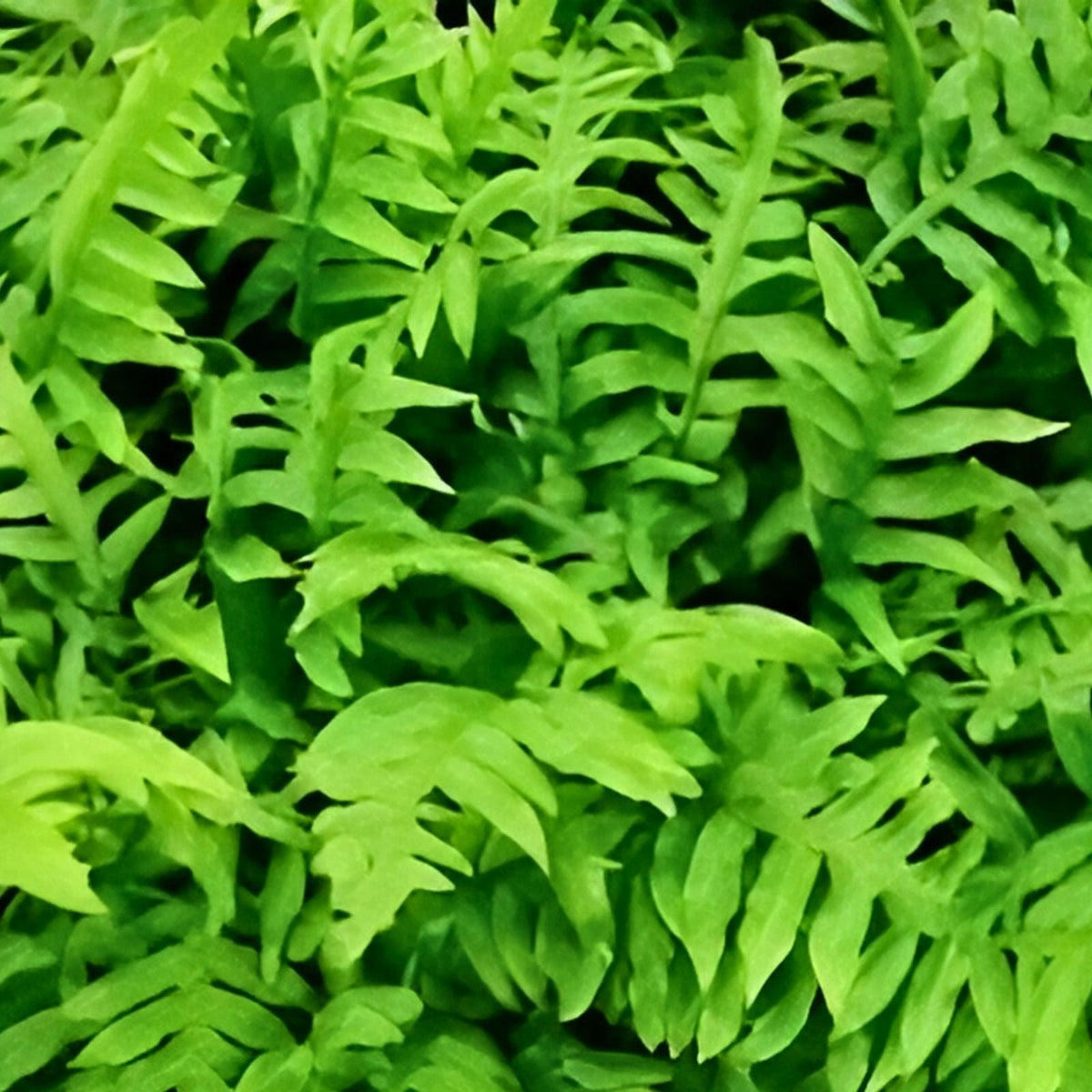 Netted Chain Fern Live Bundle 10-Pack – Rare Shade Plant, Woodwardia areolata, Indoor Gardening Decor, Unique Ferns