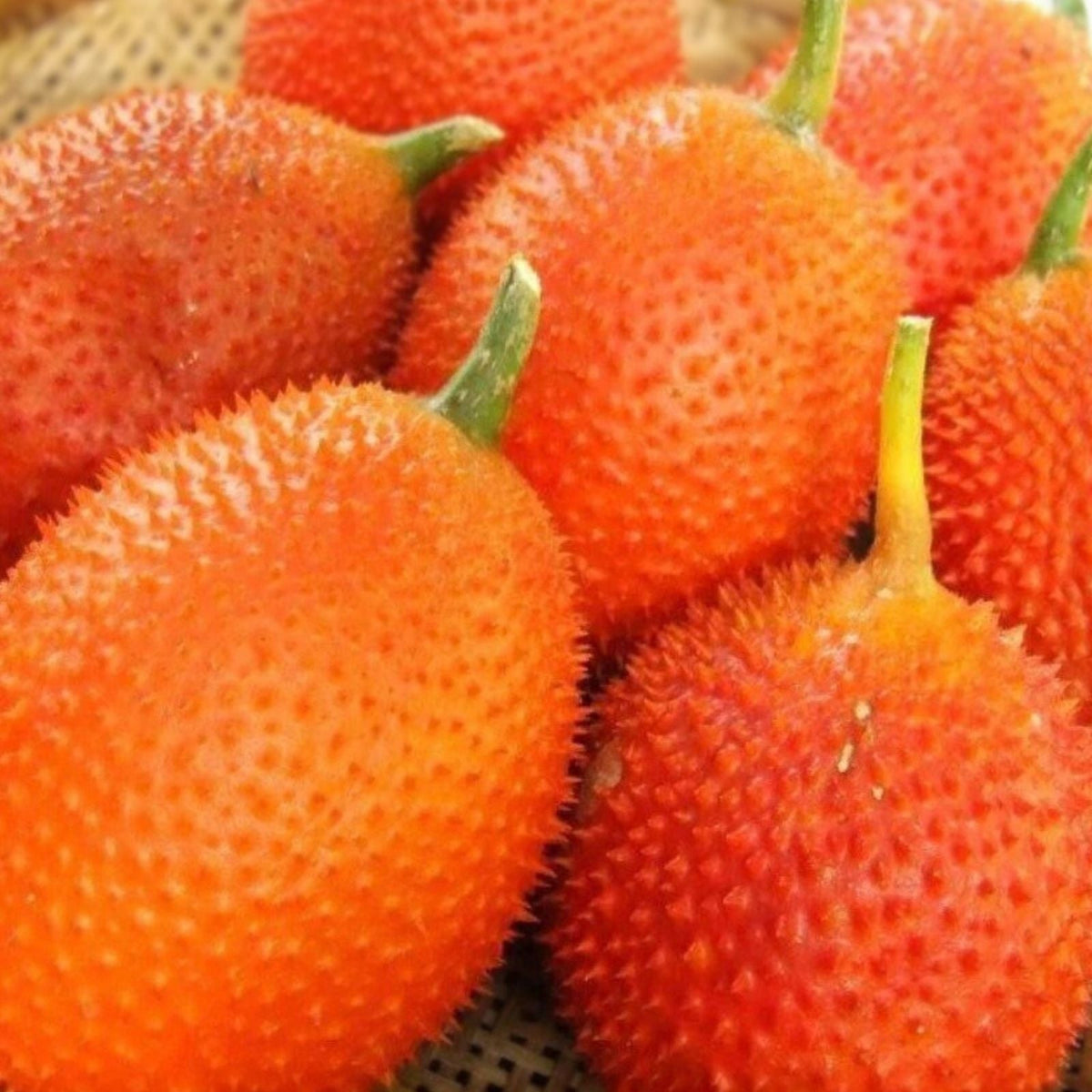 Rare Gac Melon Seeds 5 Pack | Bright Spiky Fruit, Compact Vines, Momordica cochinchinensis | Unique Asian Fruit Seeds