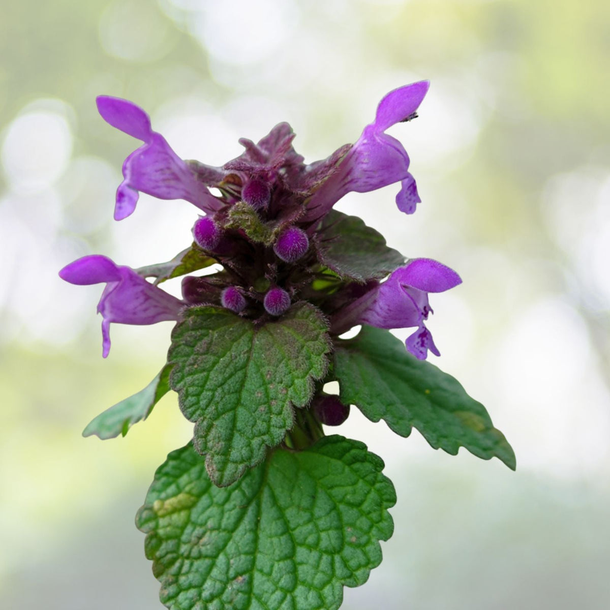 Live Purple Dead Nettle Plant 2+1 Free Lamium purpureum Archangel Organic Medicinal Herb