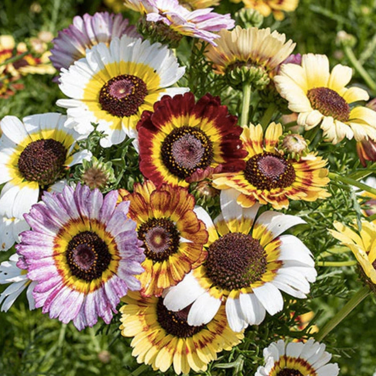 Painted Daisy Seeds 2,500 Count - Chrysanthemum Perennial Flower Seeds for Easy Garden Growth