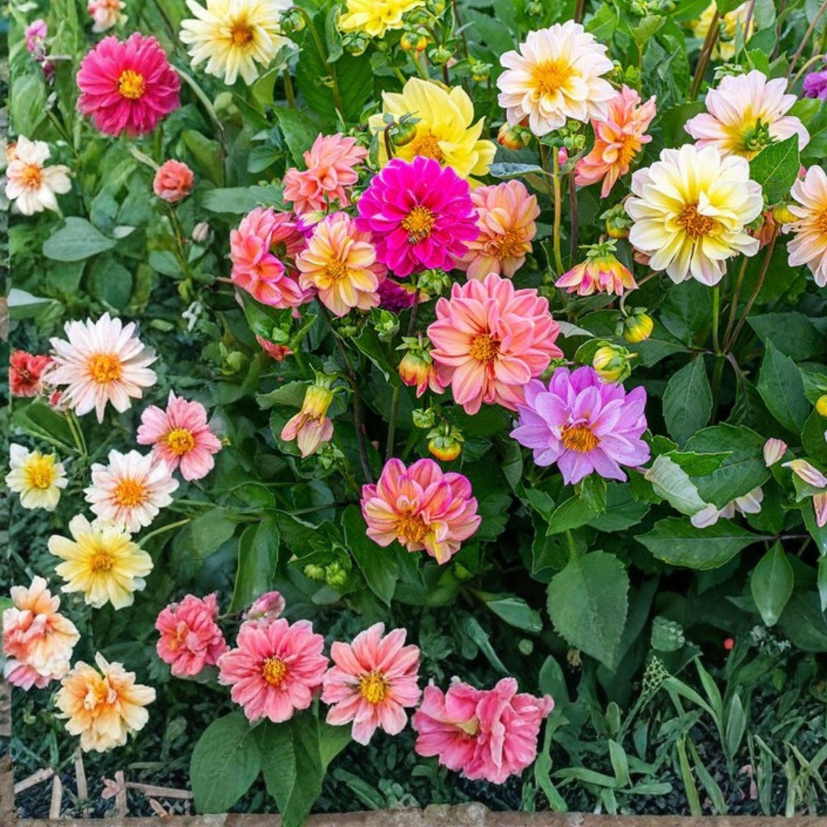 Dahlia Seeds 35+ Pack Non-GMO Fresh Flower Seeds Colorful Variety Annual Garden Plant Dahlia spp.