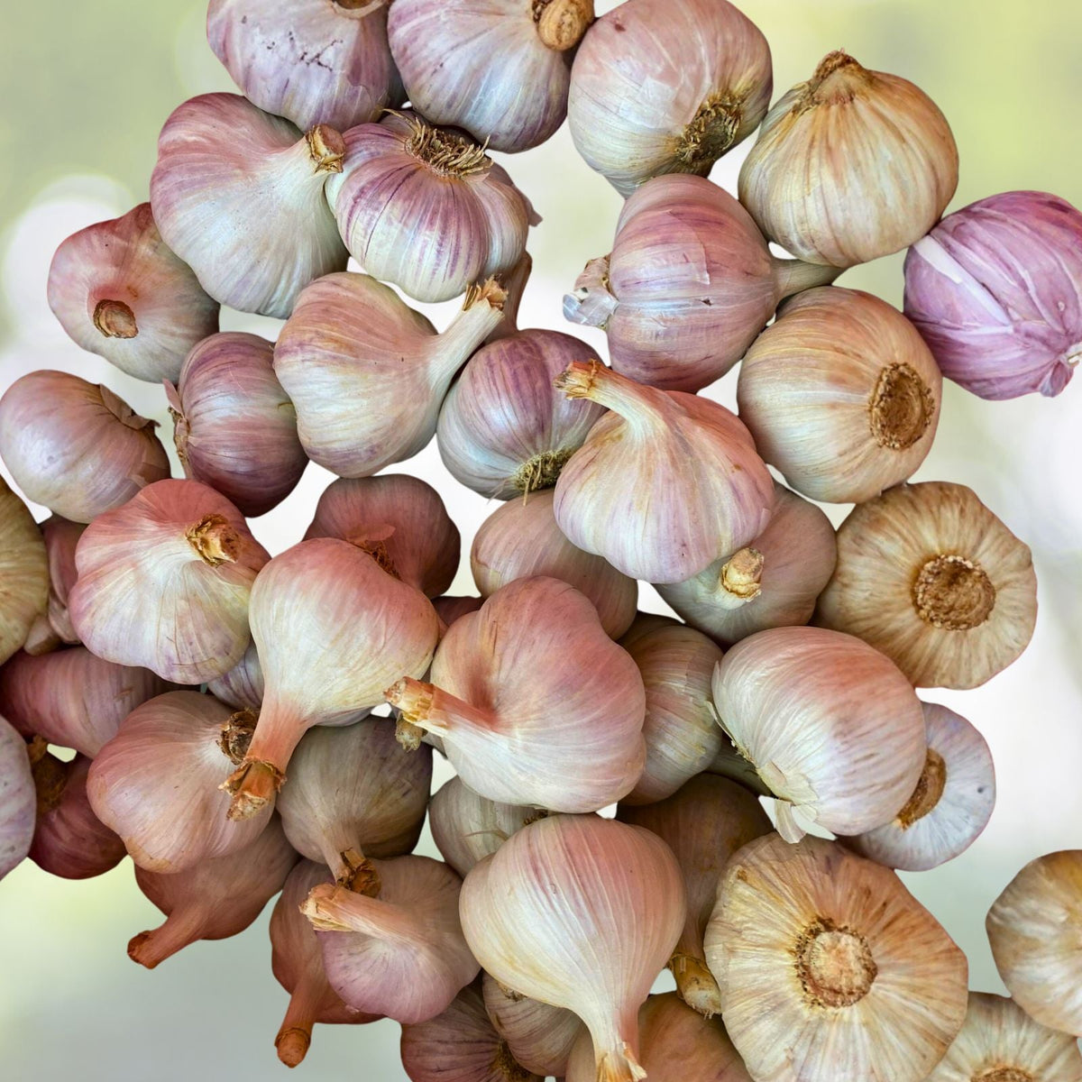 Organic Small Garlic Cloves Seeds for Planting 30+ Hand Harvested, Dried, Sprouted Allium Sativum