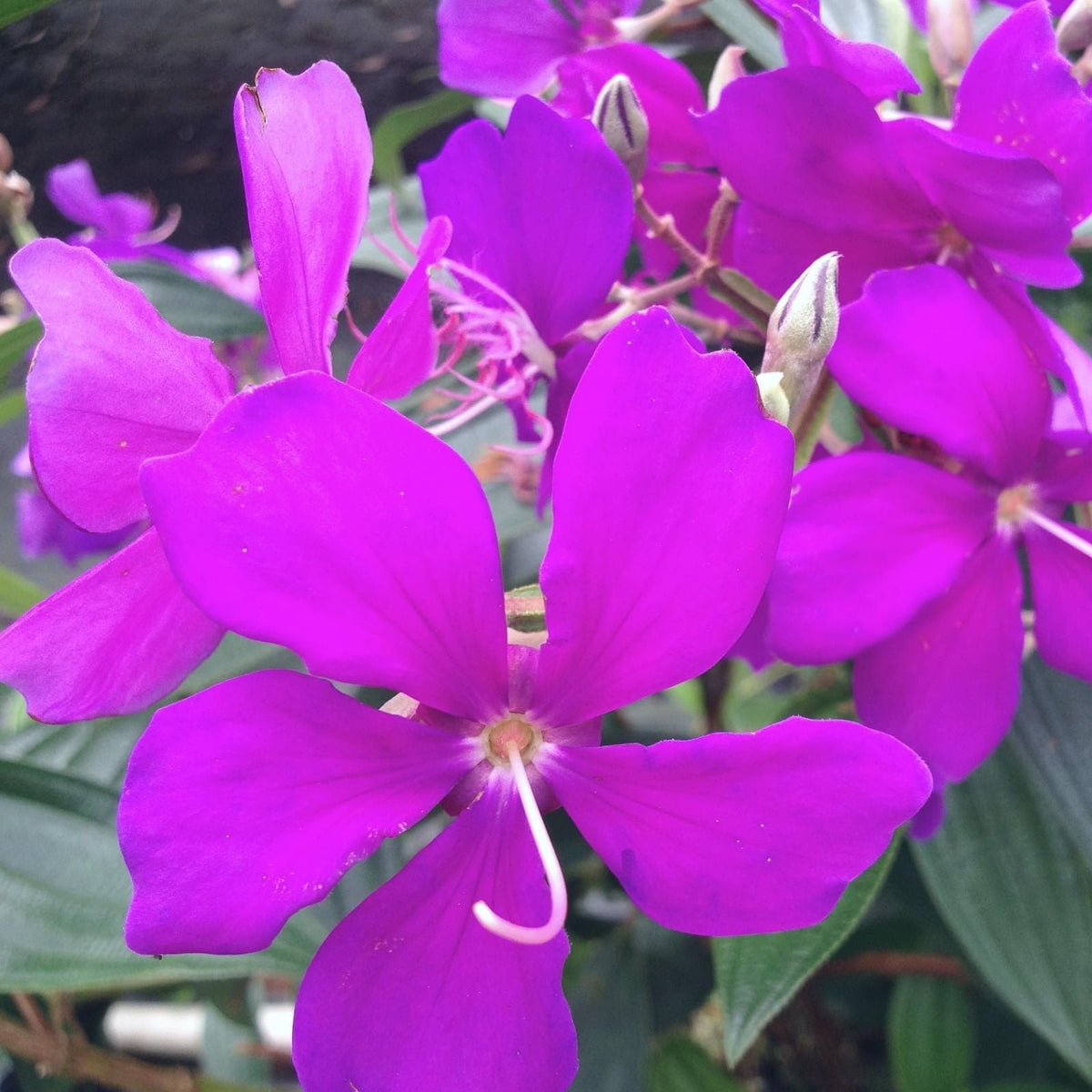 Tibouchina Athens Live Plant Fragrant Bush 4 to 8 Inch No Pot Tibouchina granulosa