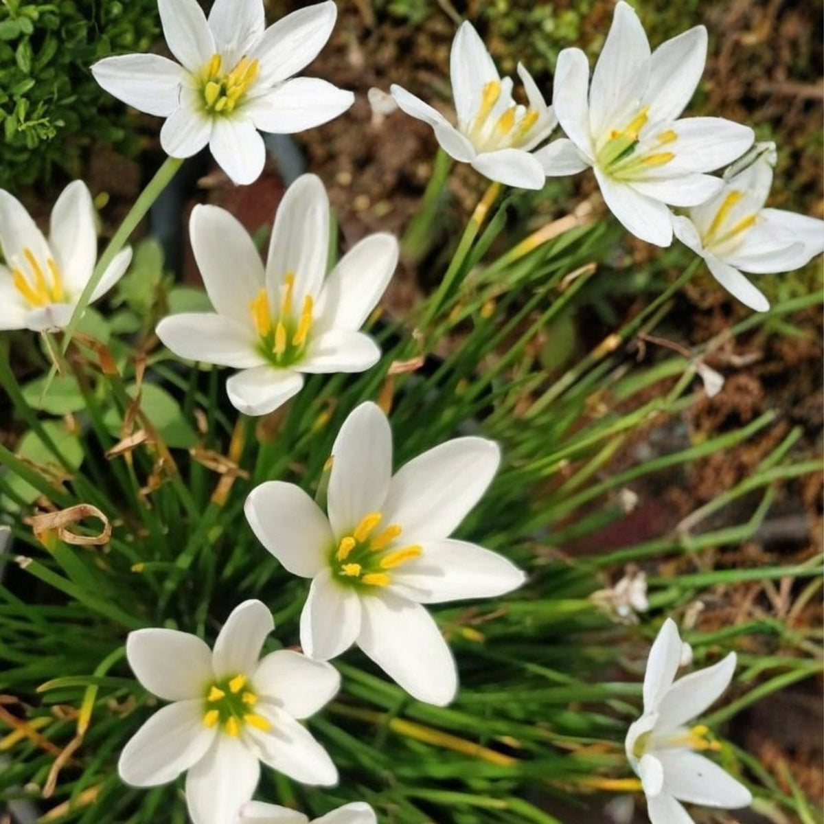 Rainlily Bulbs 5 Pack - White Zephyr Lily, Fairy Lily - Zephyranthes - Amaryllidaceae Family