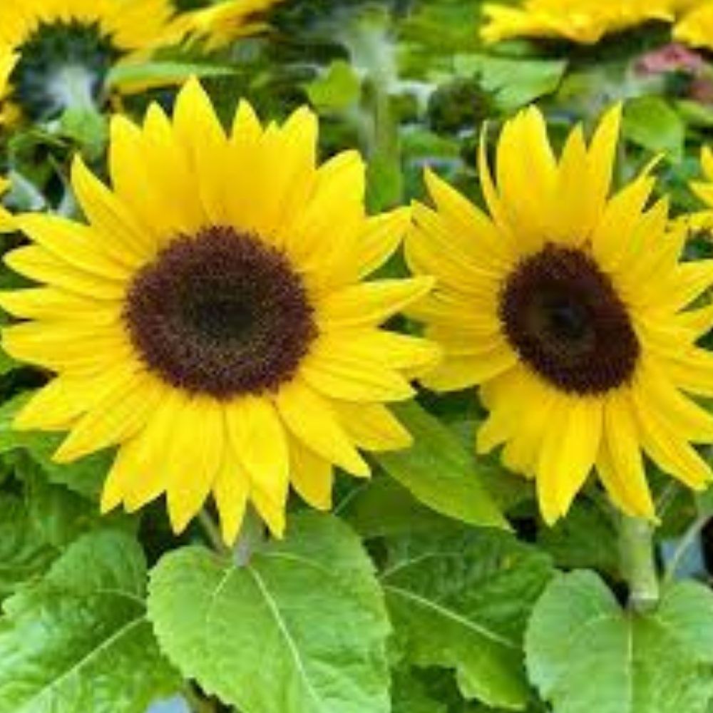 Organic Dwarf Sunflower Seeds 10 Pack Ms. Mars Pink Helianthus annuus USA Grown