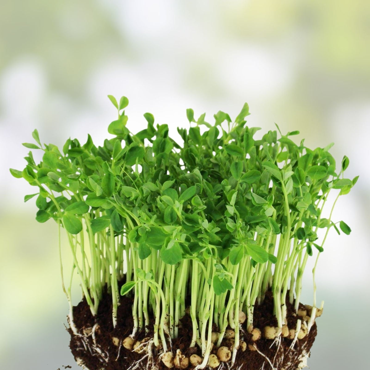 Dundale Pea Sprouting Seeds 12oz Organic Non-GMO for Healthy Eating Pisum sativum