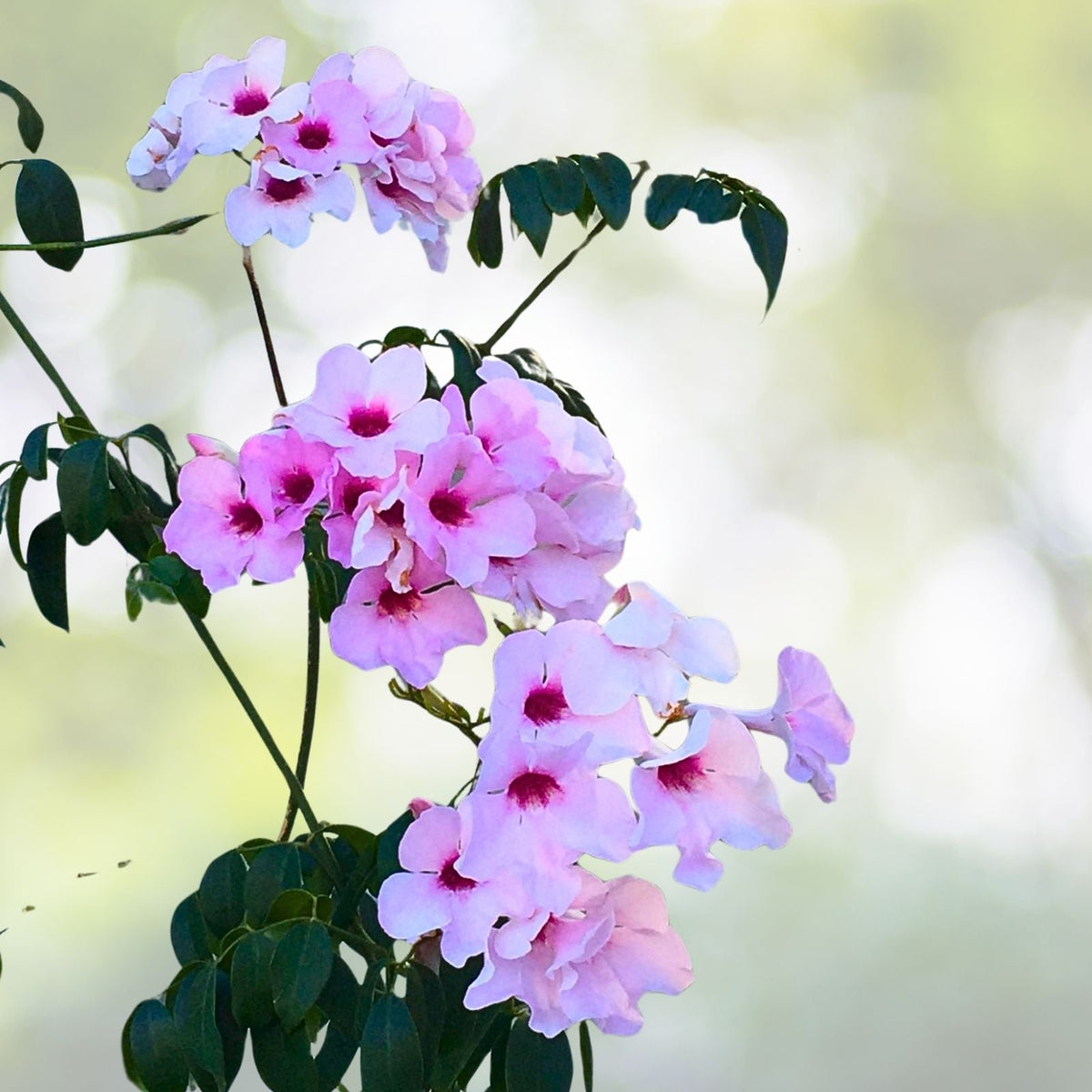 Pink Bower Pandora Vine Cuttings 7 Pack Fragrant Pink/White Pandorea jasminoides for Rooting and Planting