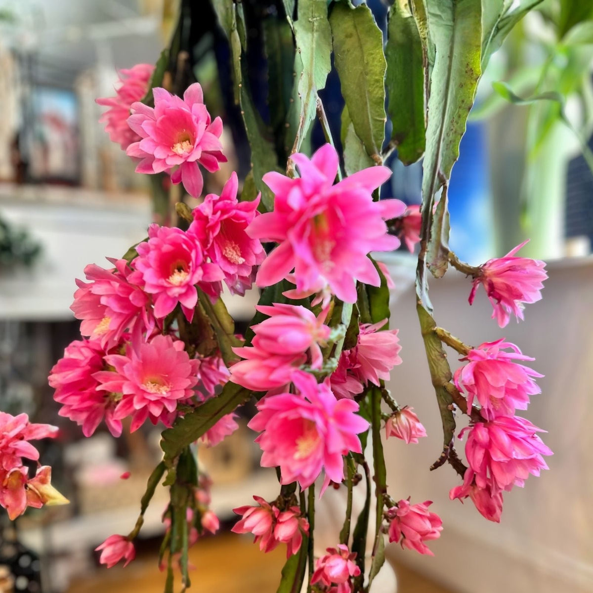 Thanksgiving Cactus Cuttings - Rootless Schlumbergera "Samba Brazil" for Propagation - Easy to Grow and Root