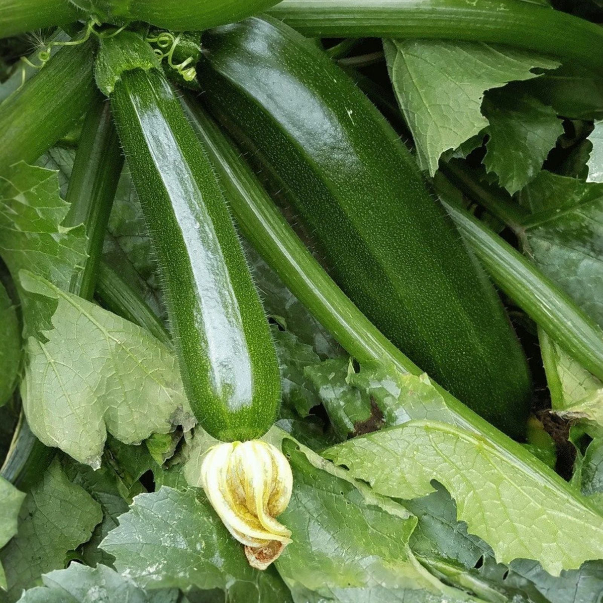 Zucchini Seeds 100 Count Black Beauty Heirloom Non-GMO Cucurbita pepo Vegetable Gardening Seeds