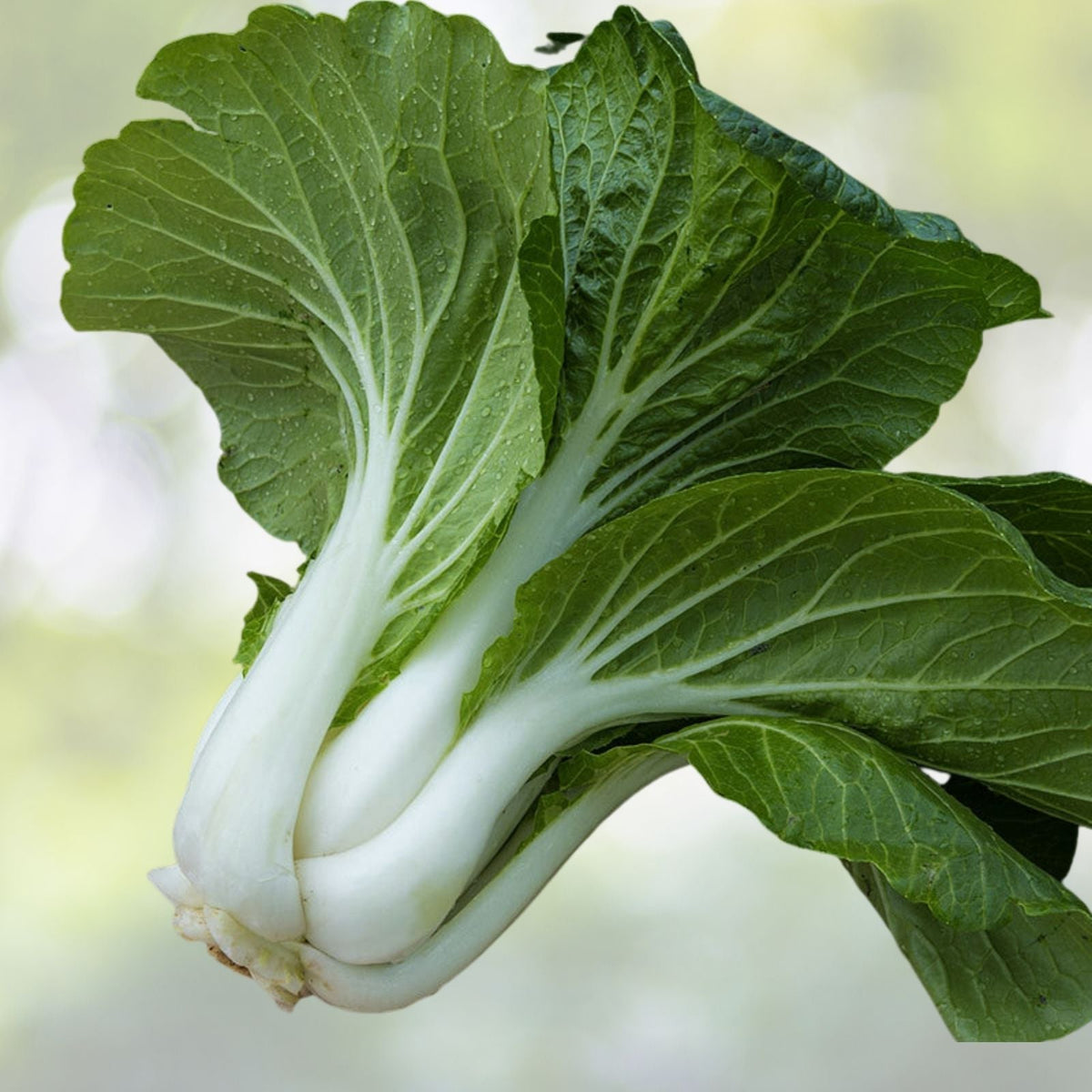 Pak Choi Seeds - 800+ Seeds - Chinese Cabbage Variety - Brassica rapa - Non-GMO, Heirloom, Free US Shipping