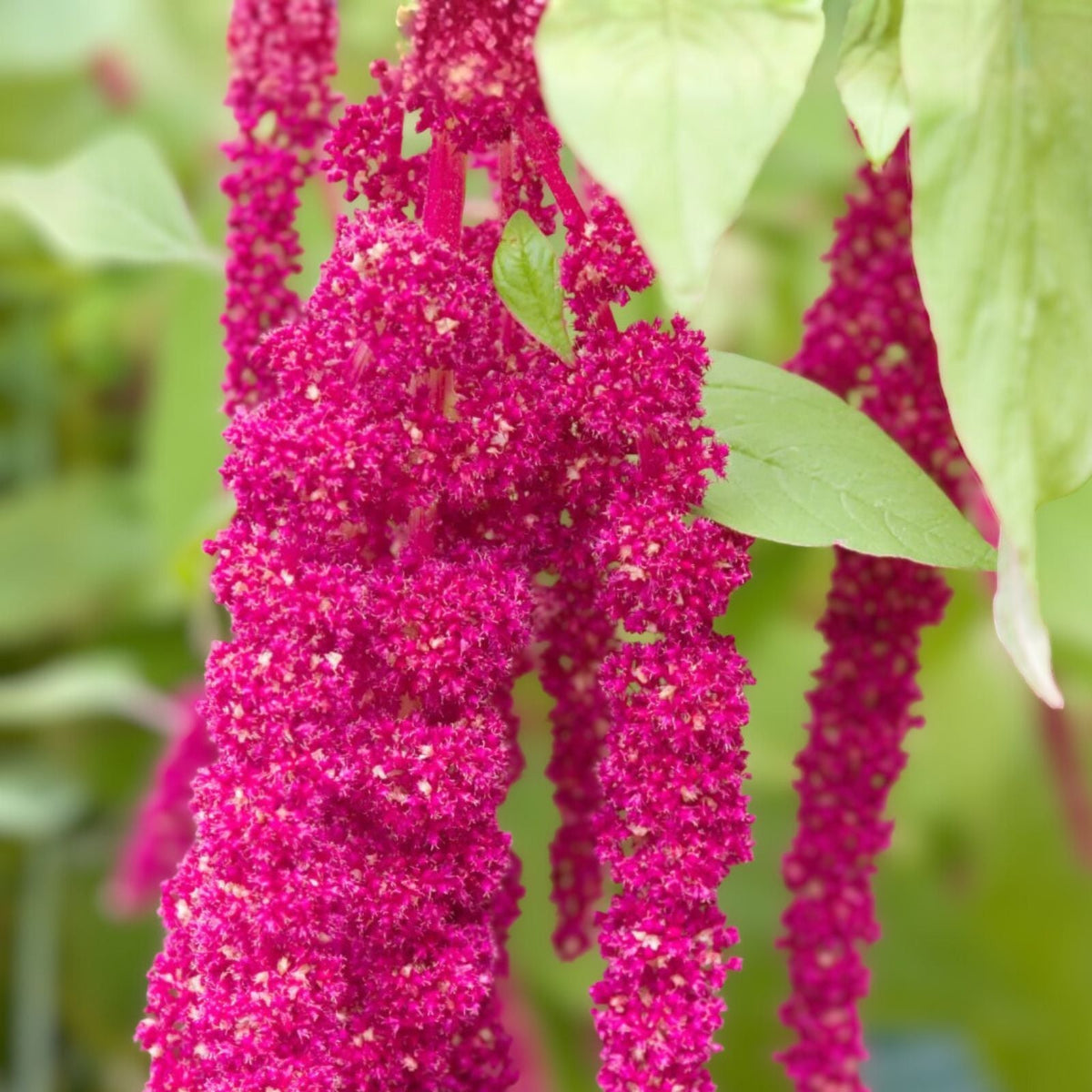 Amaranthus Caudatus Seeds - 100+ Vibrant Red Love-Lies-Bleeding Flower Seeds for Garden Displays