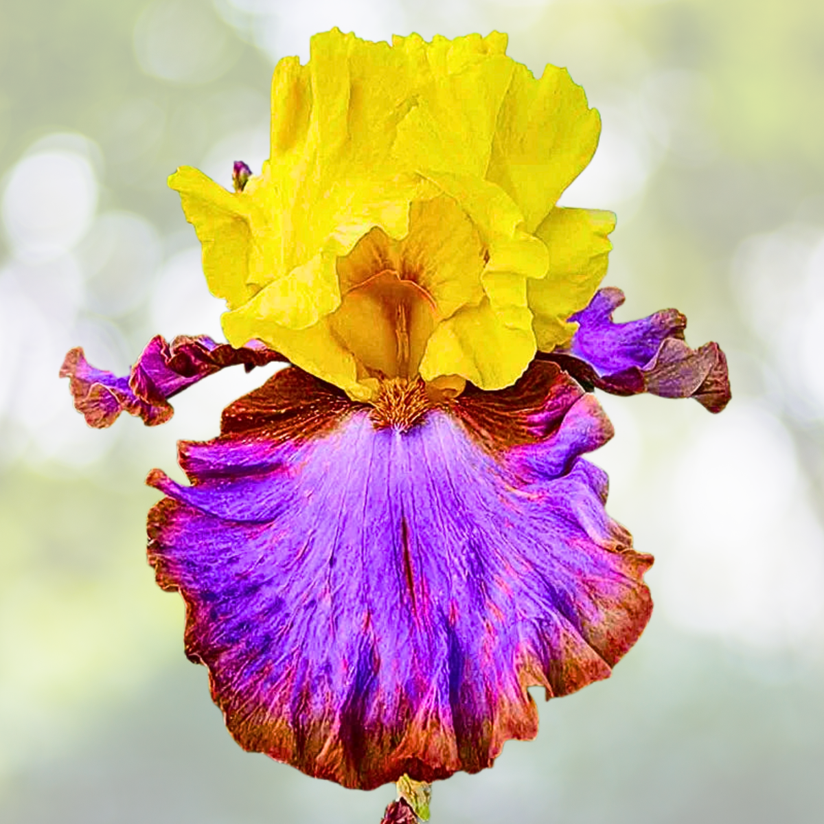 30pcs Mixed Color Rare Iris Flower Seeds - Perennial Blooms - Iridaceae Family - Ideal for Gardens and Landscapes