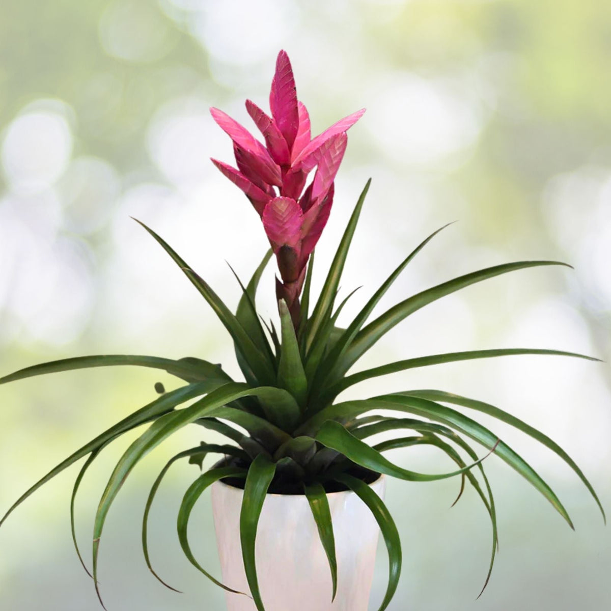 Bromeliad Plant 9" Pot Rose Coral Bloom Portea - Unique Copper Burgundy Foliage for Indoor/Outdoor Growing