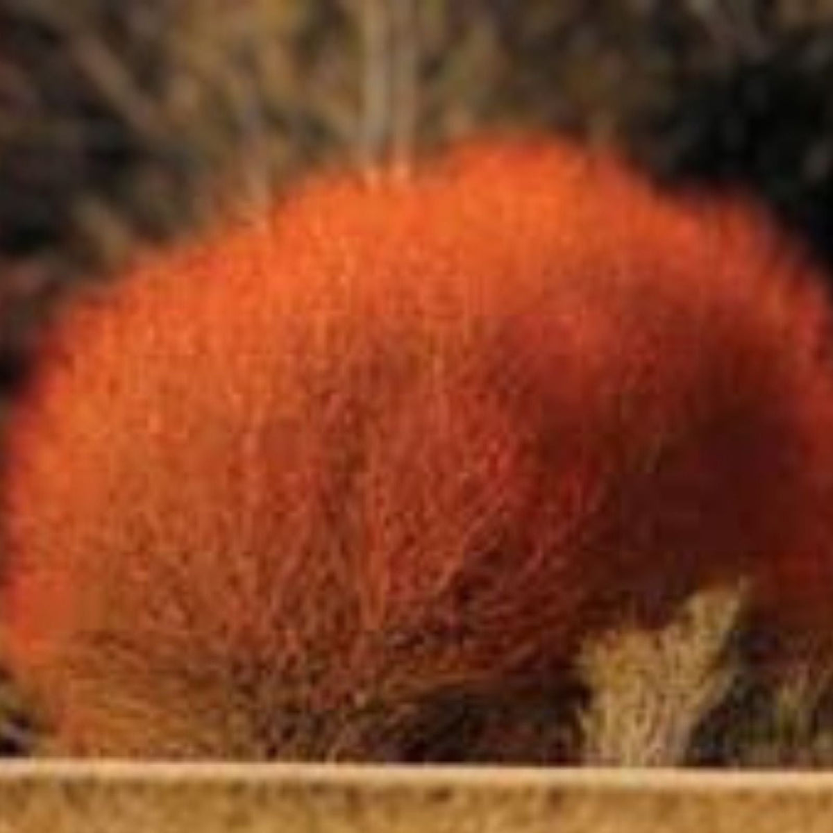 Red Flame Willow Trees - 3 ft Vibrant Red Foliage, Salix and Burning Bush, Fast Growing Ornamental Shrubs