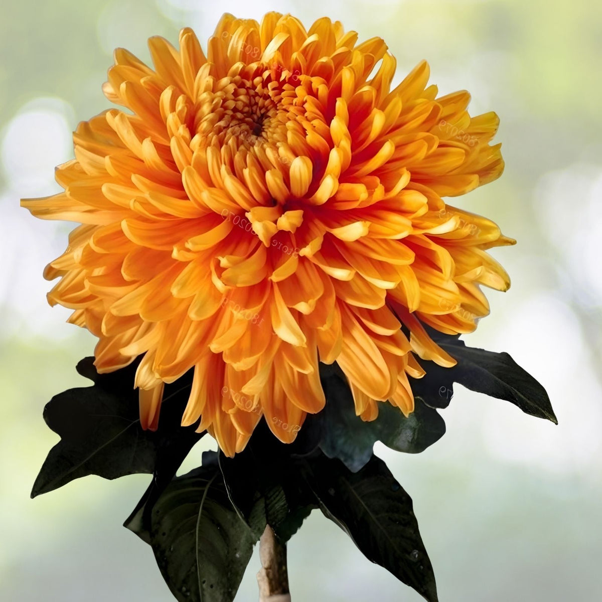 Citrus Spice Mum Seeds 200+ Chrysanthemum Flower Seeds Colorful Annual Bloom Garden Planting Chrysanthemum spp.