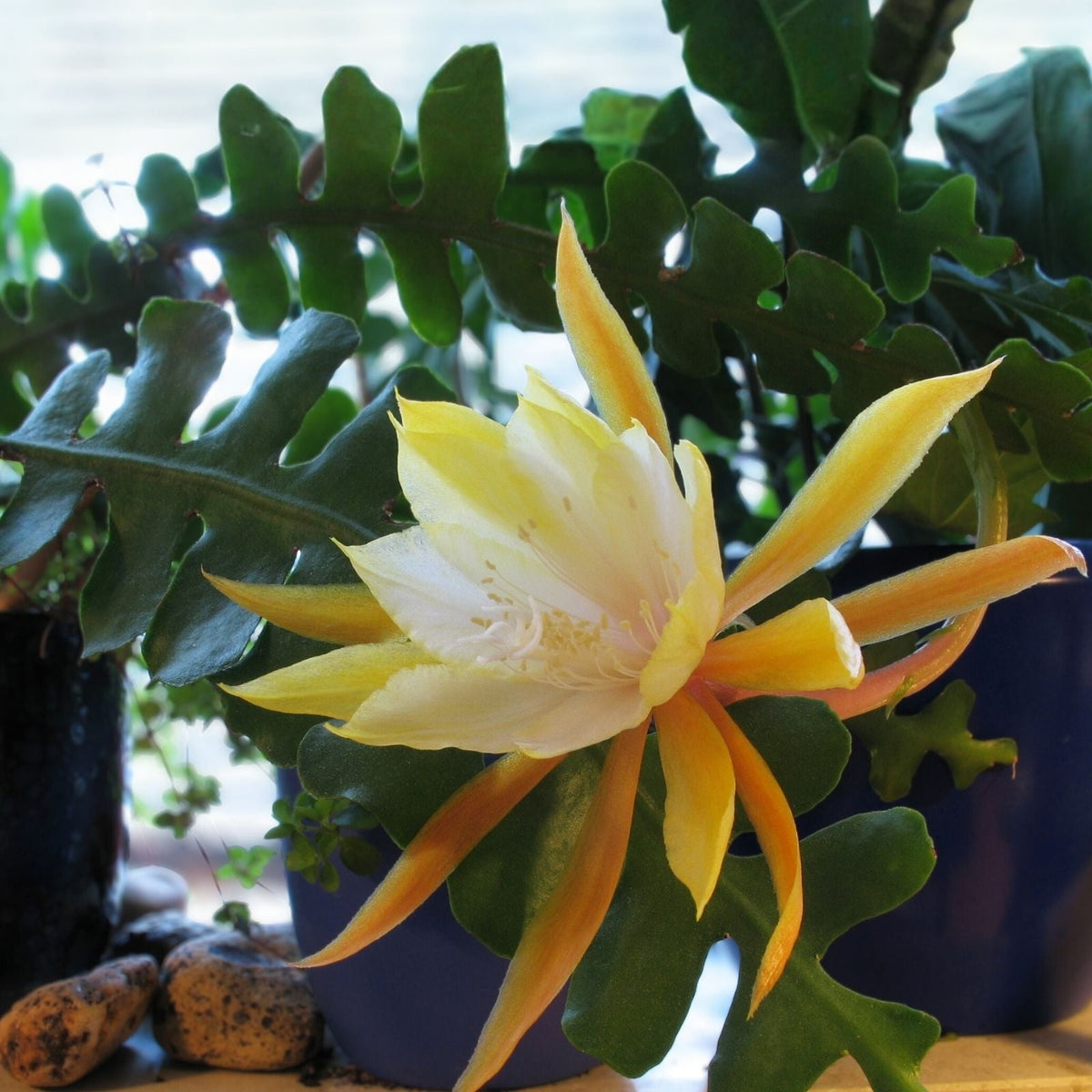 Ric Rac Cutting 2 Pack, Orchid Cactus, Fish Bone Succulent, Cryptocereus anthonyanus, Succulent Propagation Material