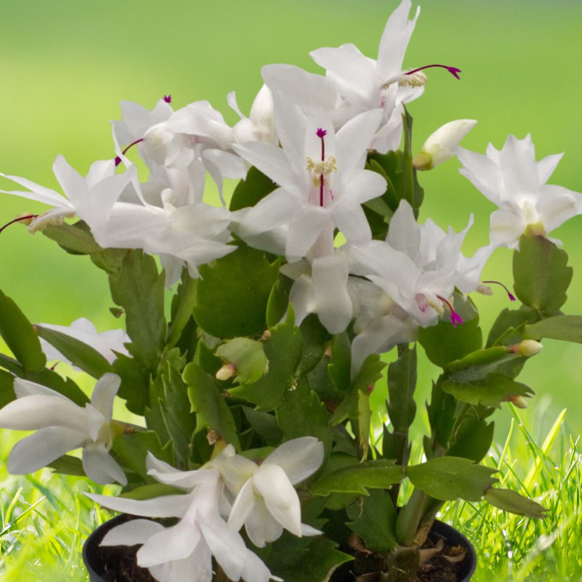 White Christmas Cactus Plant 3 Inch Pot Holiday Cactus Schlumbergera