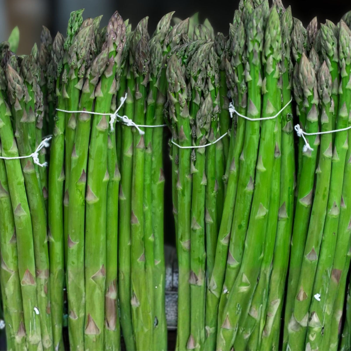 Asparagus Seeds 25 Heirloom Mary Washington Tasty Healthy Vegetable Asparagus officinalis