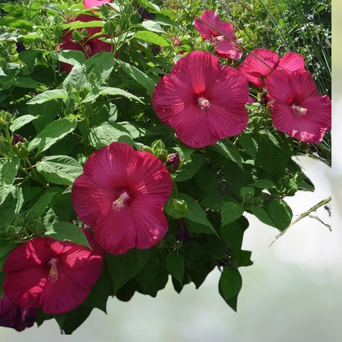 Hibiscus Luna Red Plant 4 to 6 Inch Tropical Flowering Perennial Hibiscus rosa sinensis