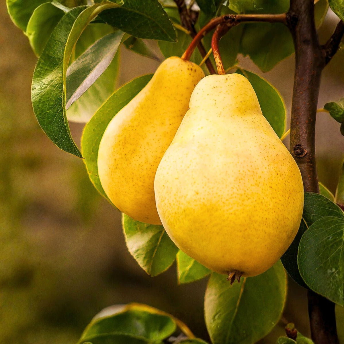 Kieffer Pear Tree Seeds 5+1 Free Hardy, Juicy, Sweet Fruit, Pyrus Hybrid, Self Pollinating, Disease Resistant, Ideal for Warm Climates