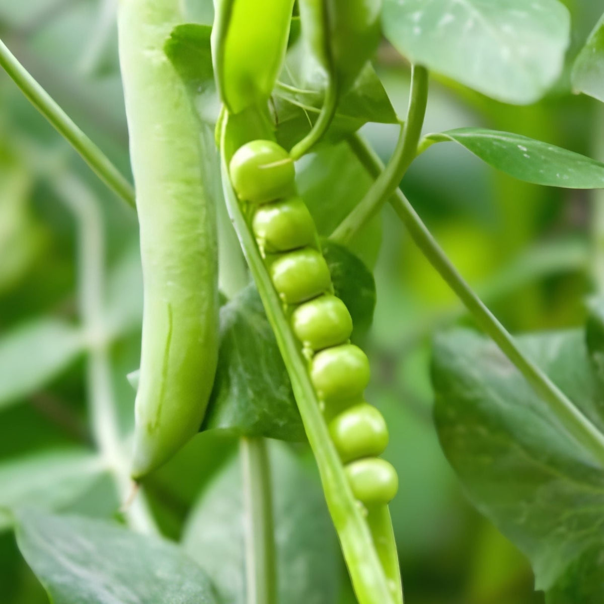 Heirloom Pea Seeds 500+ Non-GMO Thomas Laxton Variety for Home Gardening - Pisum sativum