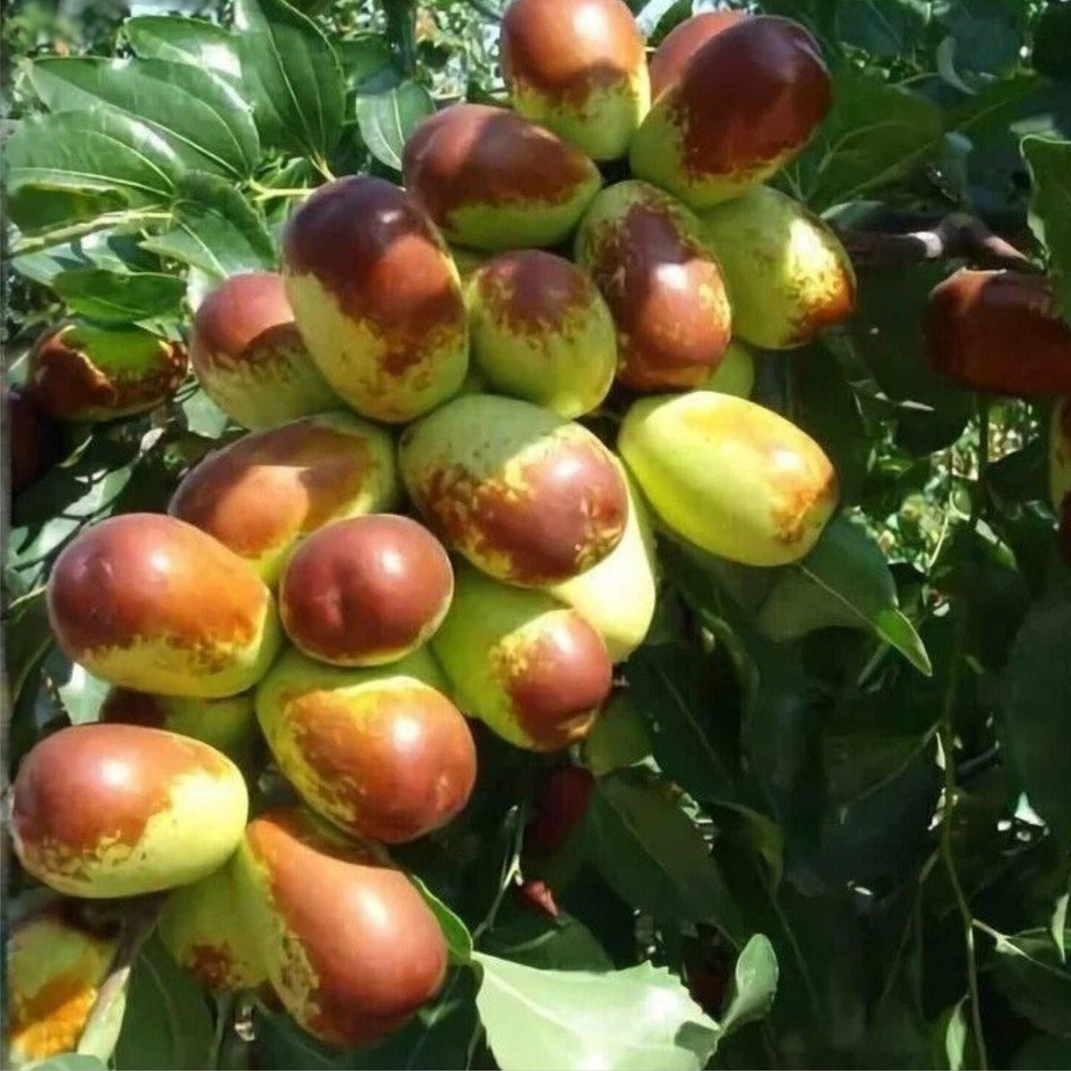 5pcs Jujube Cuttings Sherwood Variety Chinese Red Date Tao Tau Hong Tao Ziziphus jujuba Plant Propagation