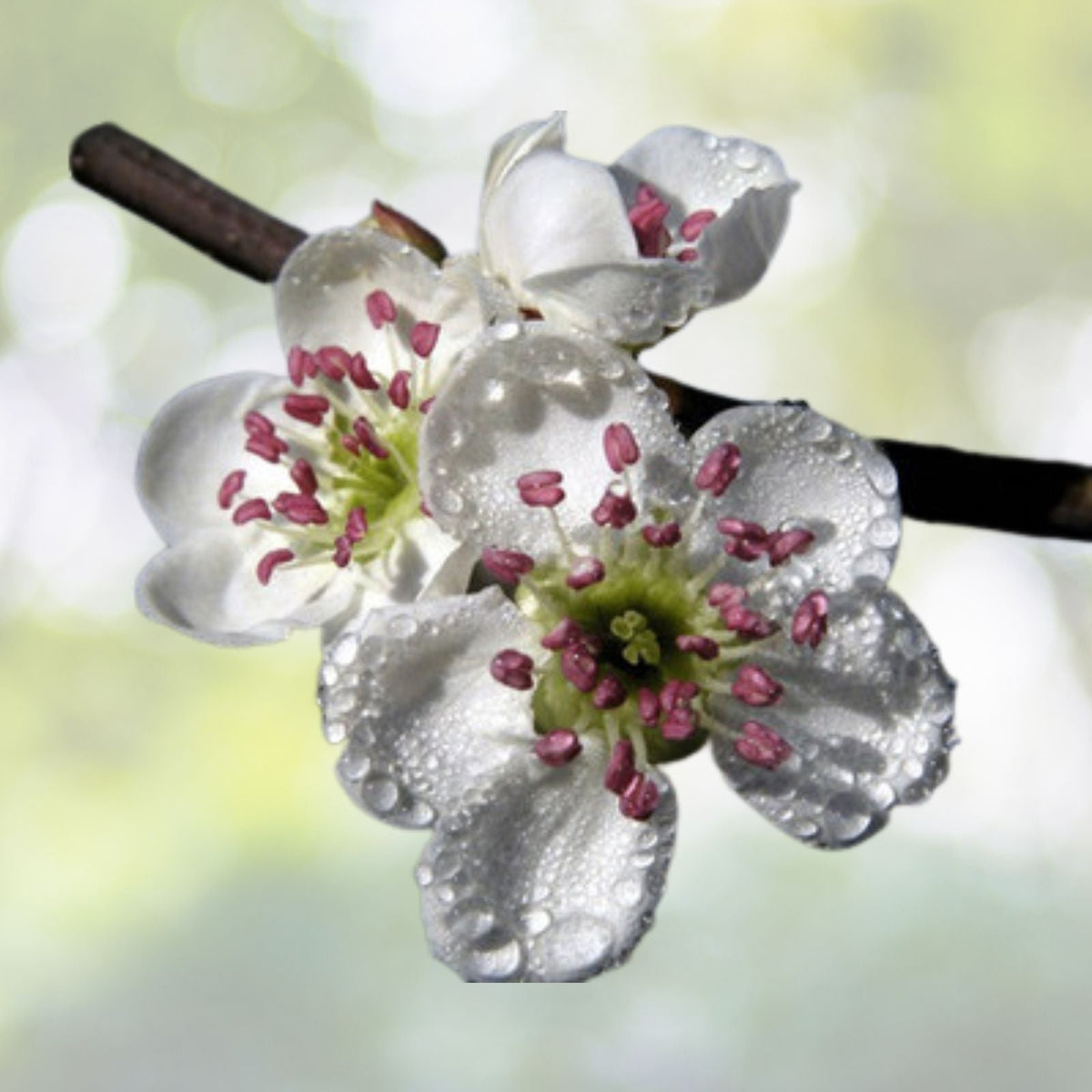 Mayhaw Fruit Tree Seedling 1ft Crataegus aestivalis Bare Root USA Seller