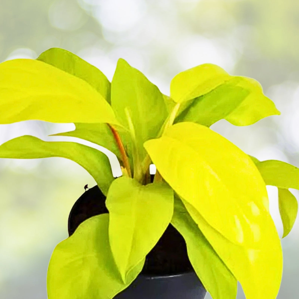 Philodendron Golden Goddess Plant 6" Pot - Vibrant Lime-Green Foliage, Tropical Indoor Houseplant, Philodendron 'Malay Gold'