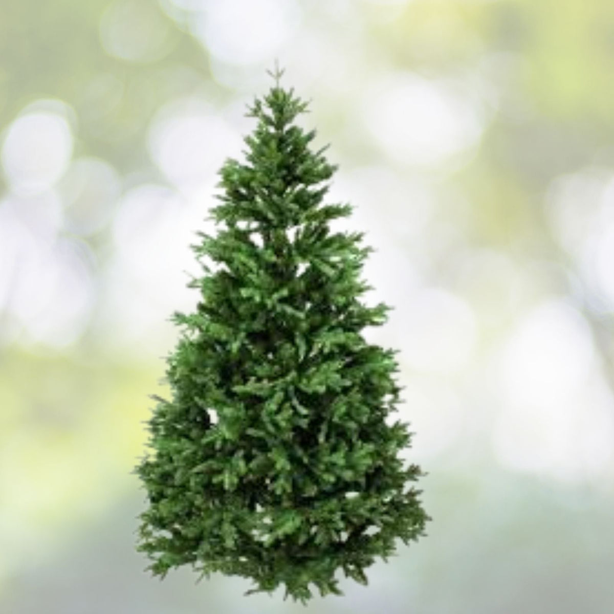 Noble Fir Live Christmas Tree 10 16" Tall No Pot Abies procera Free Shipping