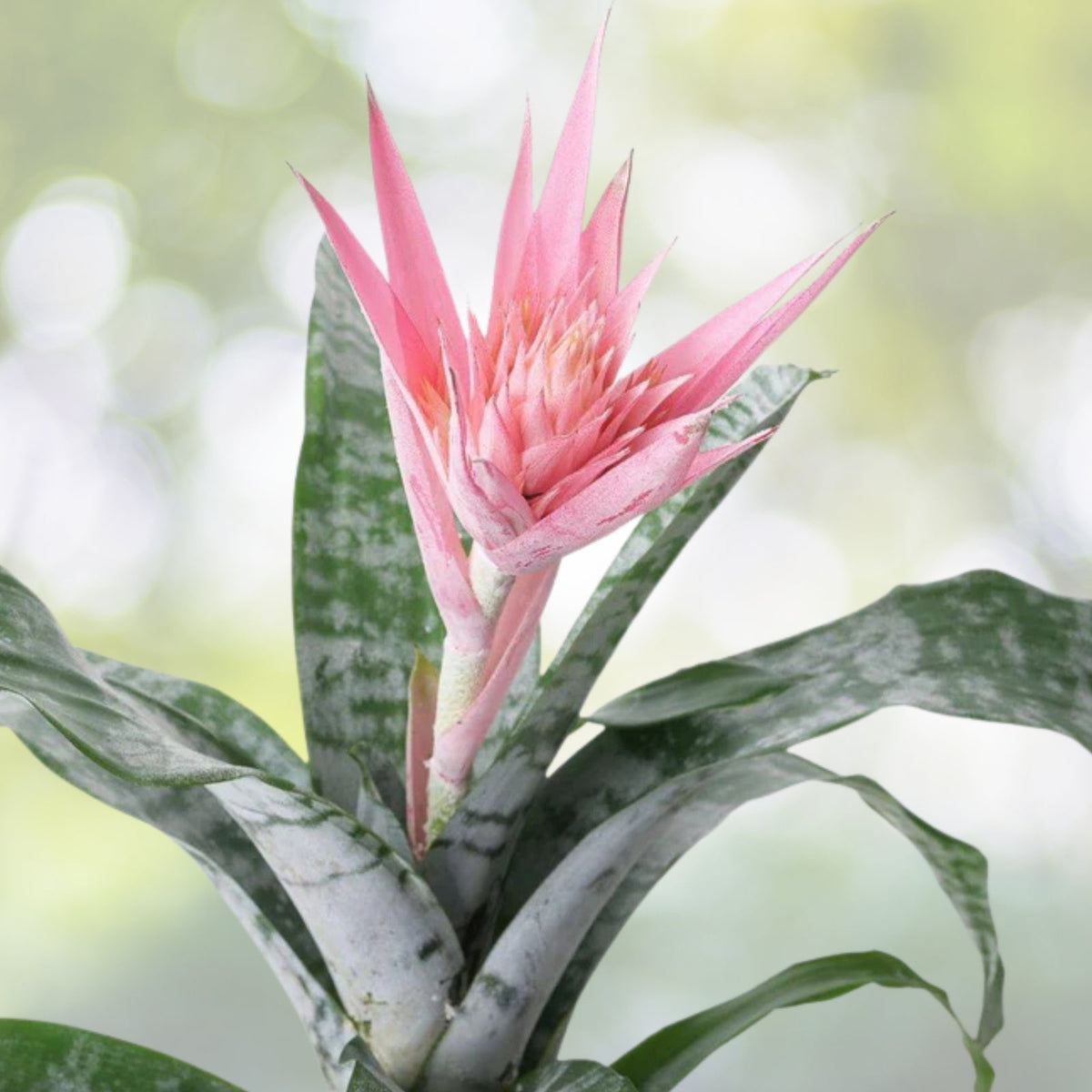 XL Aechmea fasciata Bromeliad Plant - Pink Blooming Tropical Air Plant - Easy Care Silver Vase Plant - Aechmea fasciata