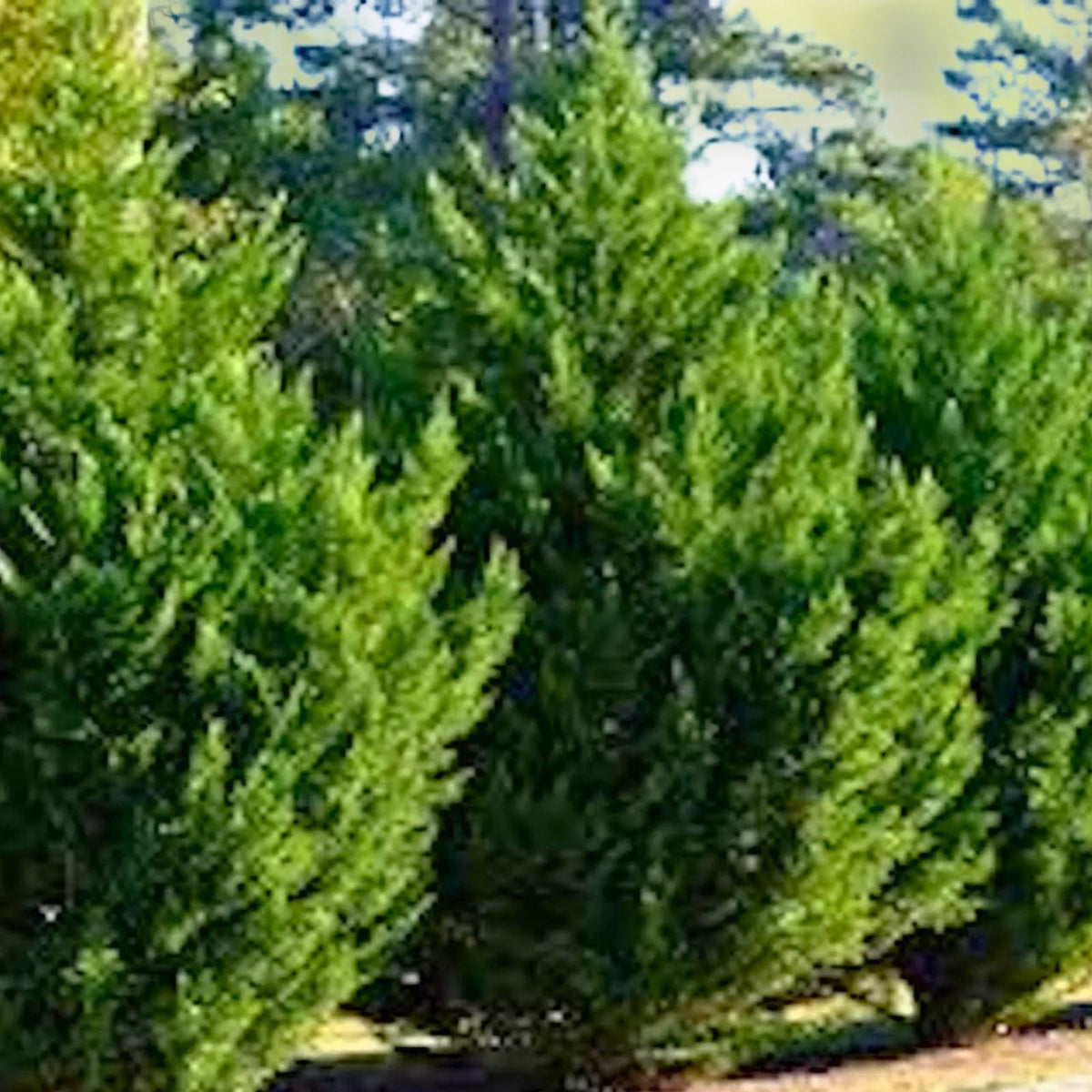 Leyland Cypress Tree Starter Plant - Bare Root Evergreen Hedge - Cupressocyparis leylandii - Fast Growing - Zones 5-9
