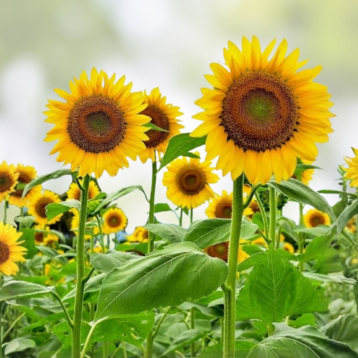 Yellow Giant Sunflower Seeds - 100 Count for Planting - Helianthus annuus - Bright Yellow Flower Seeds