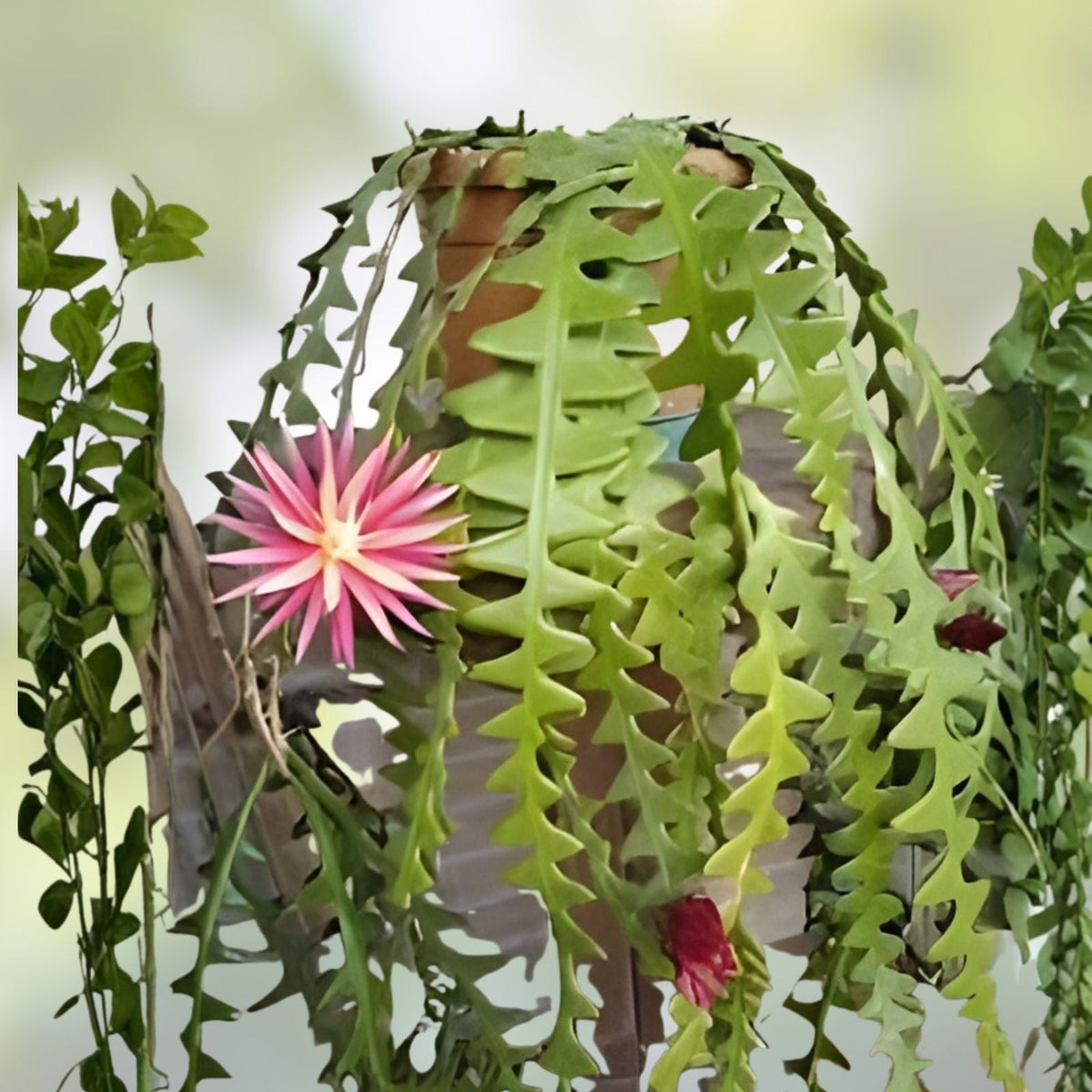 Ric Rac Cutting 6" Orchid Cactus Fish Bone Succulent Cryptocereus anthonyanus