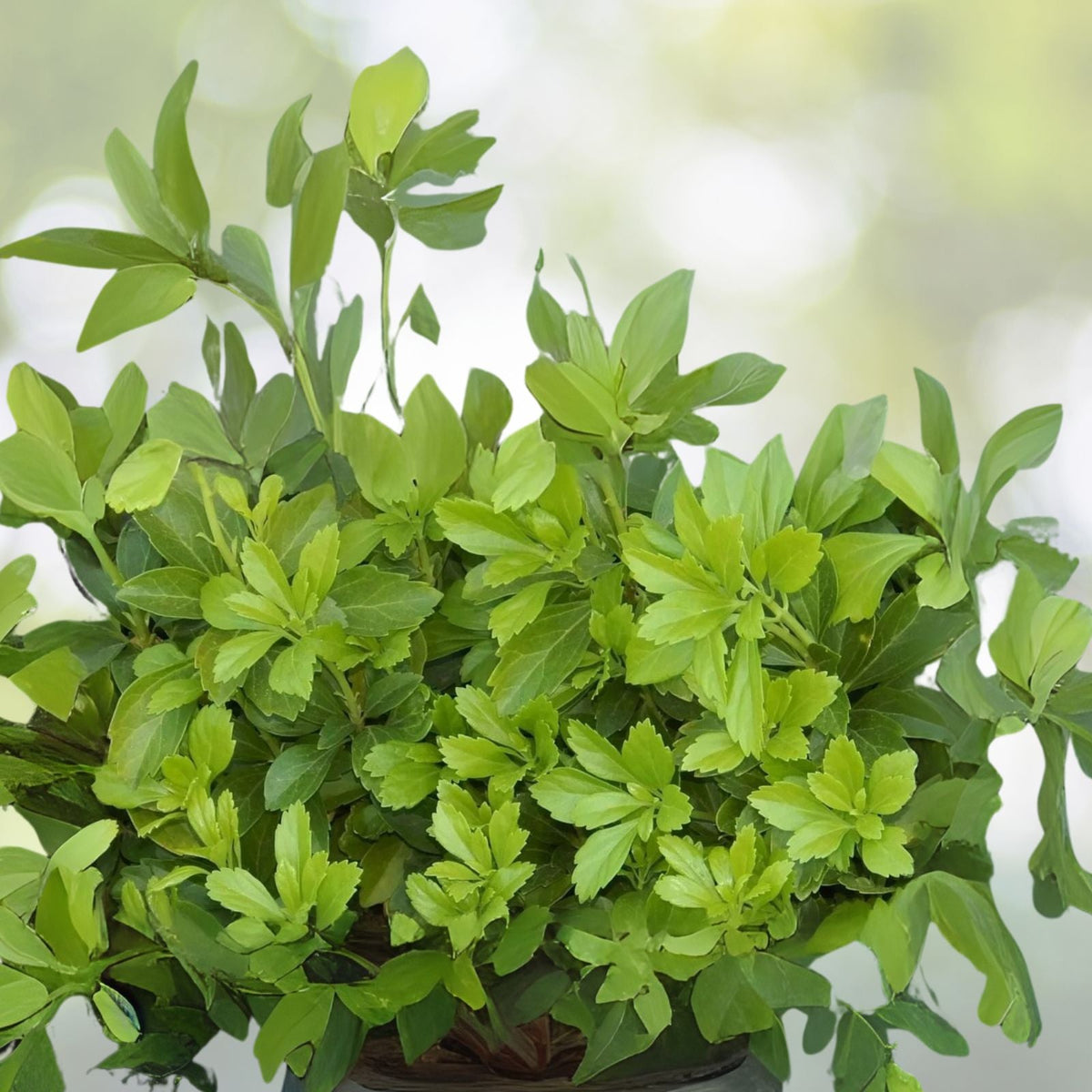 Pachysandra Cuttings 15+ Japanese Spurge Ground Cover Evergreen Perennial (Pachysandra terminalis)