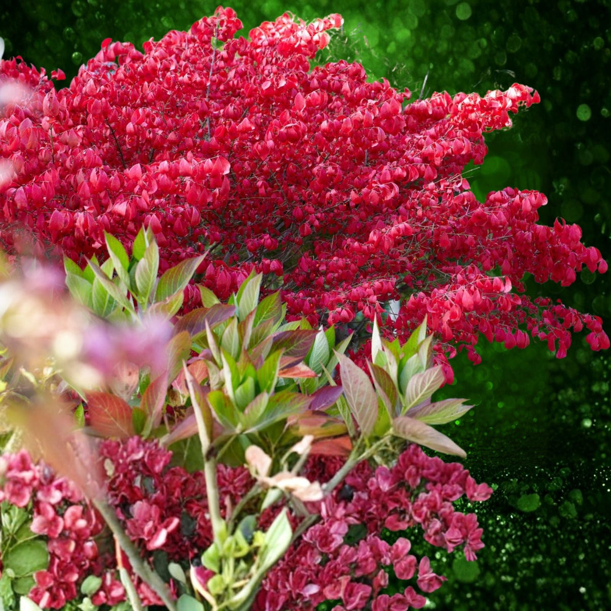 Burning Bush Live Bare Root Seedling Plant 4-8 Inches Euonymus alatus Hardy Zones 5-9 Freshly Dug