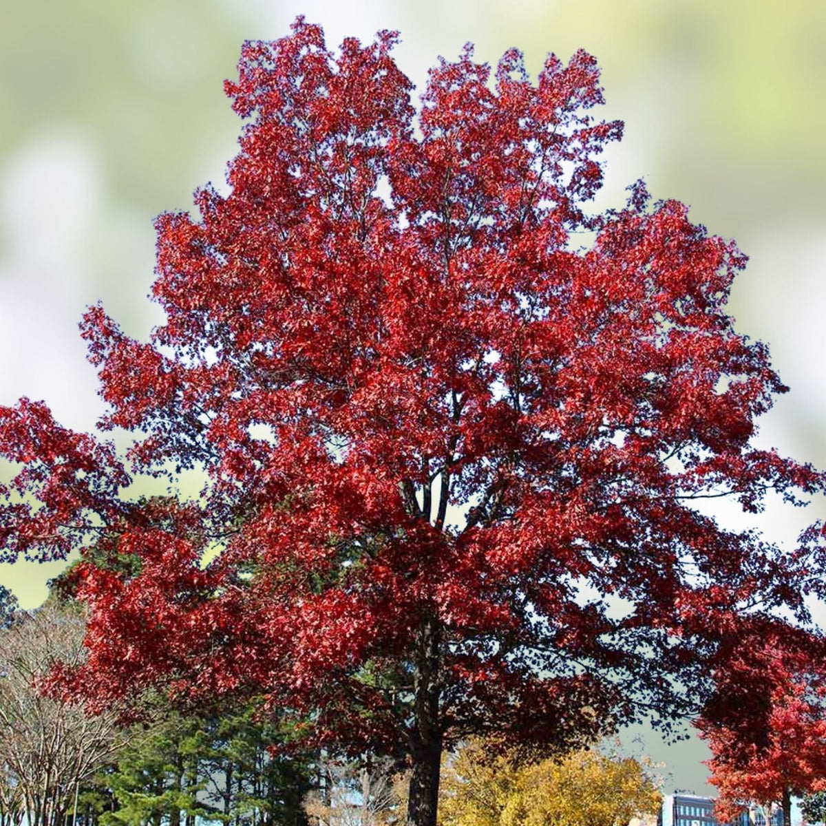 Shumard Oak Tree Live Plant Set of 2 – Hardy Shade Trees, Quercus shumardii, 16+ Inches, Landscaping Trees