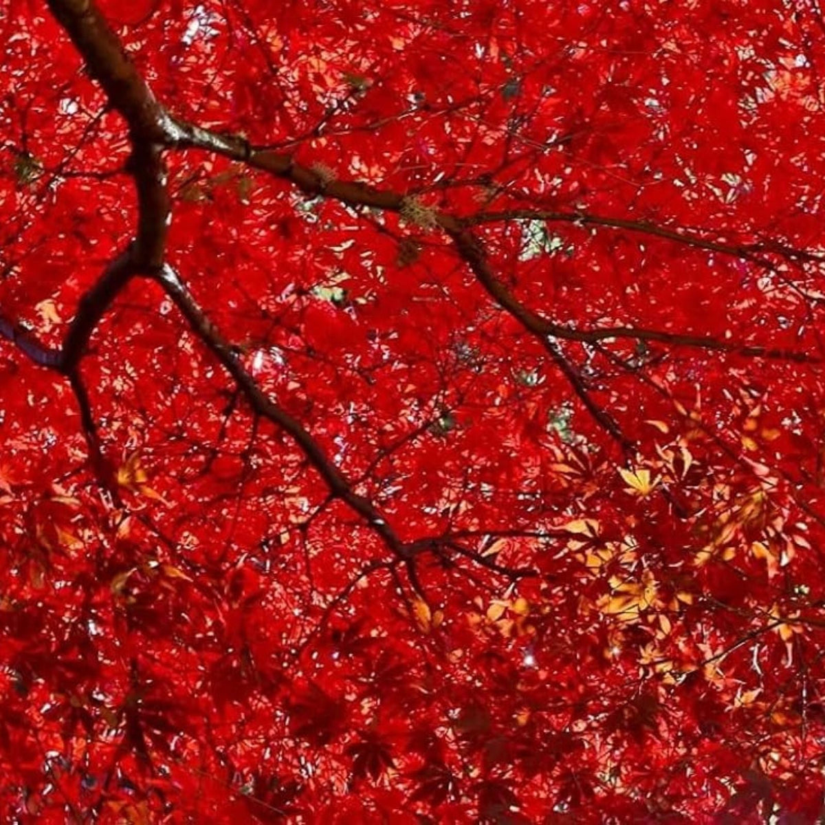 Red Maple Seeds for Planting Outdoors – 50+ Heirloom Acer rubrum Tree Seeds for Gardening and Landscaping