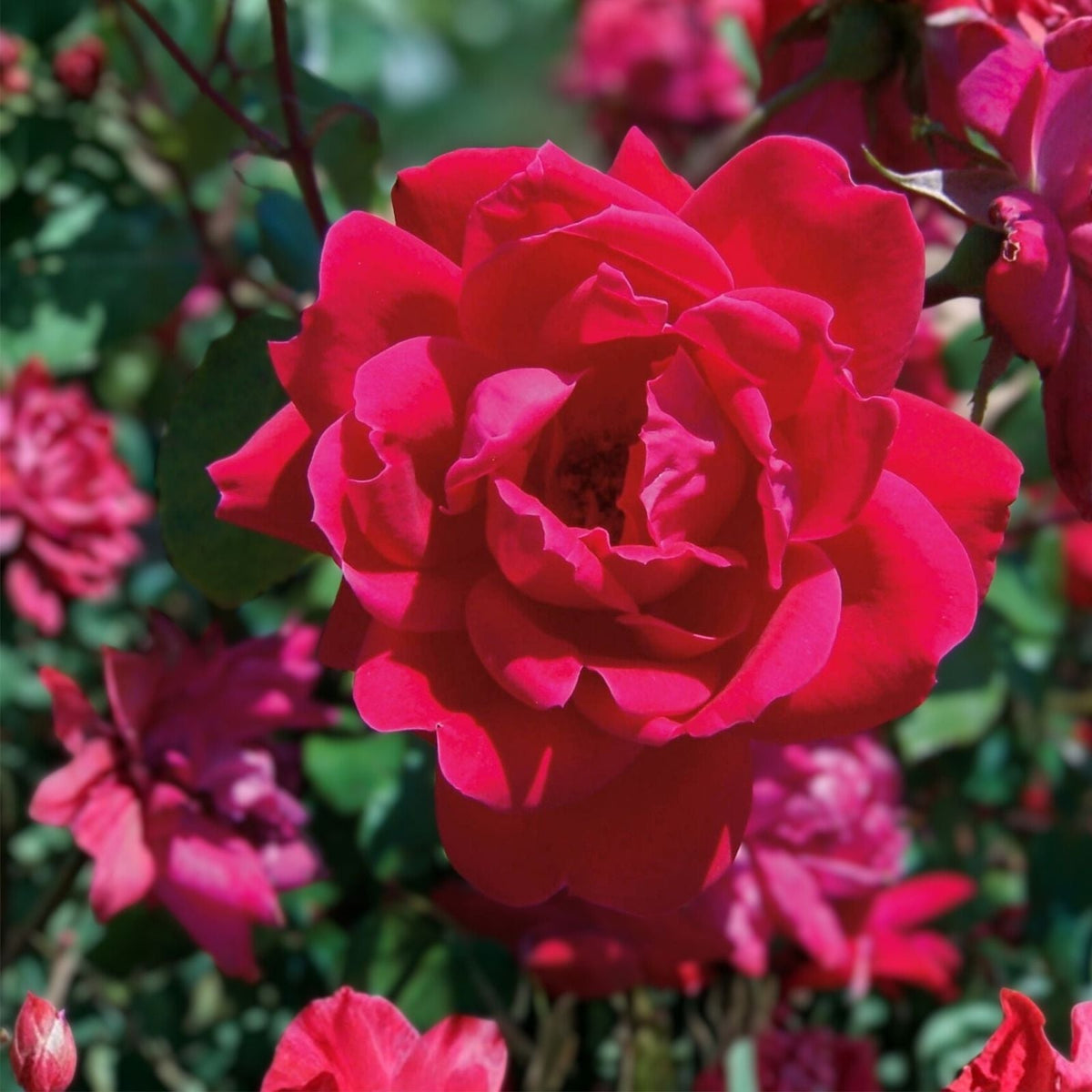 Knock Out Red Rose Bush Cuttings – 3 Unrooted 6" Live Rose Plants – Rosa 'Knock Out' Flowering Shrubs