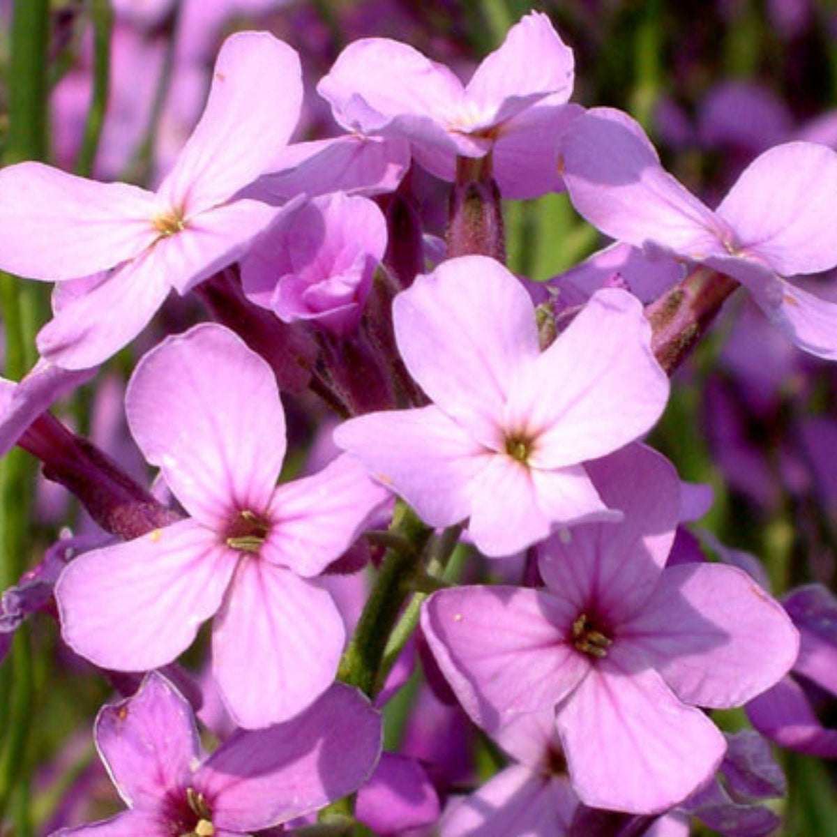 Dames Rocket Flower Seeds 500 Pack – Fragrant Garden Perennial Hesperis matronalis with Colorful Blooms