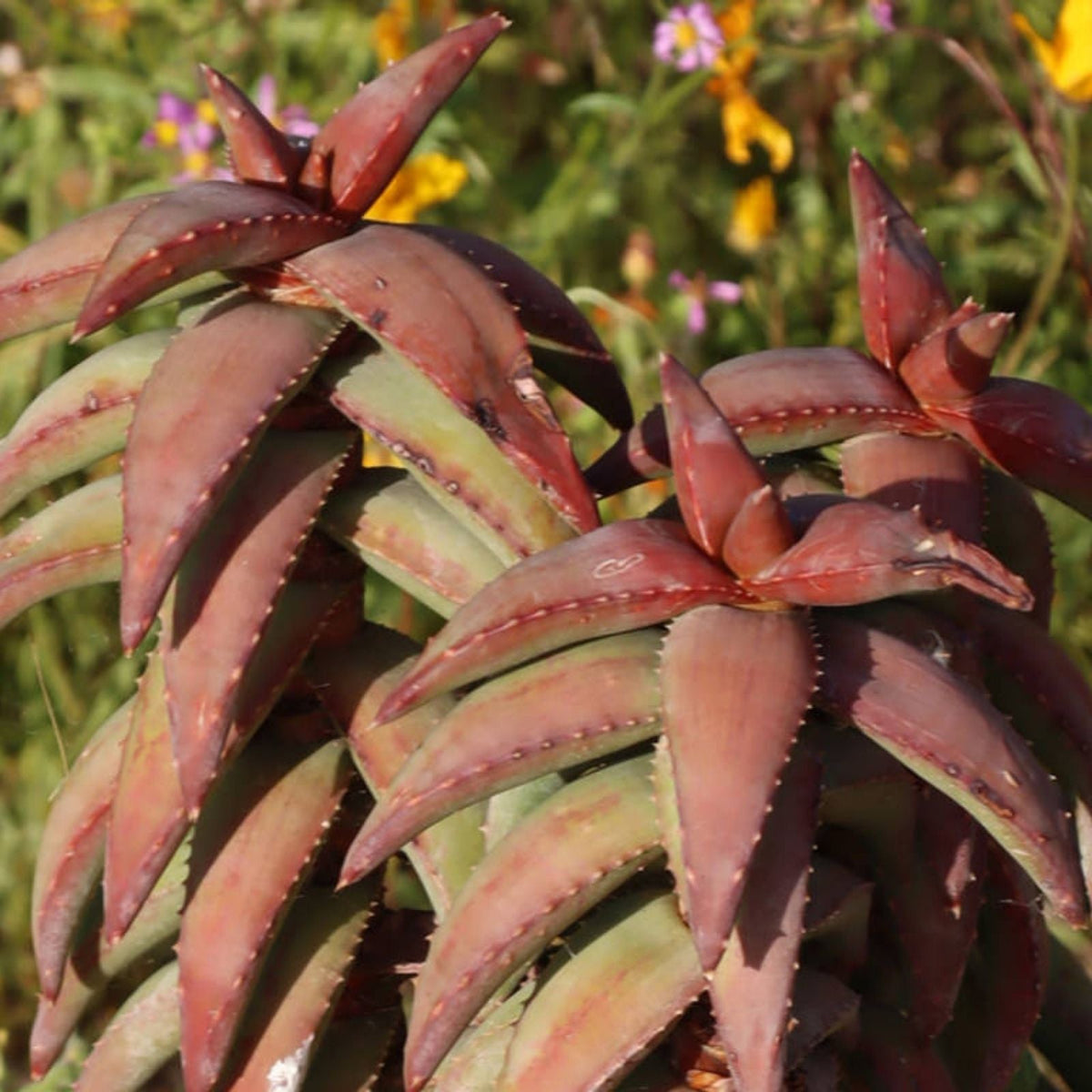 Aloe Pearsonii Hybrid Flowering Succulent Plant - Unique Green Variegated Leaves - Low Maintenance Houseplant