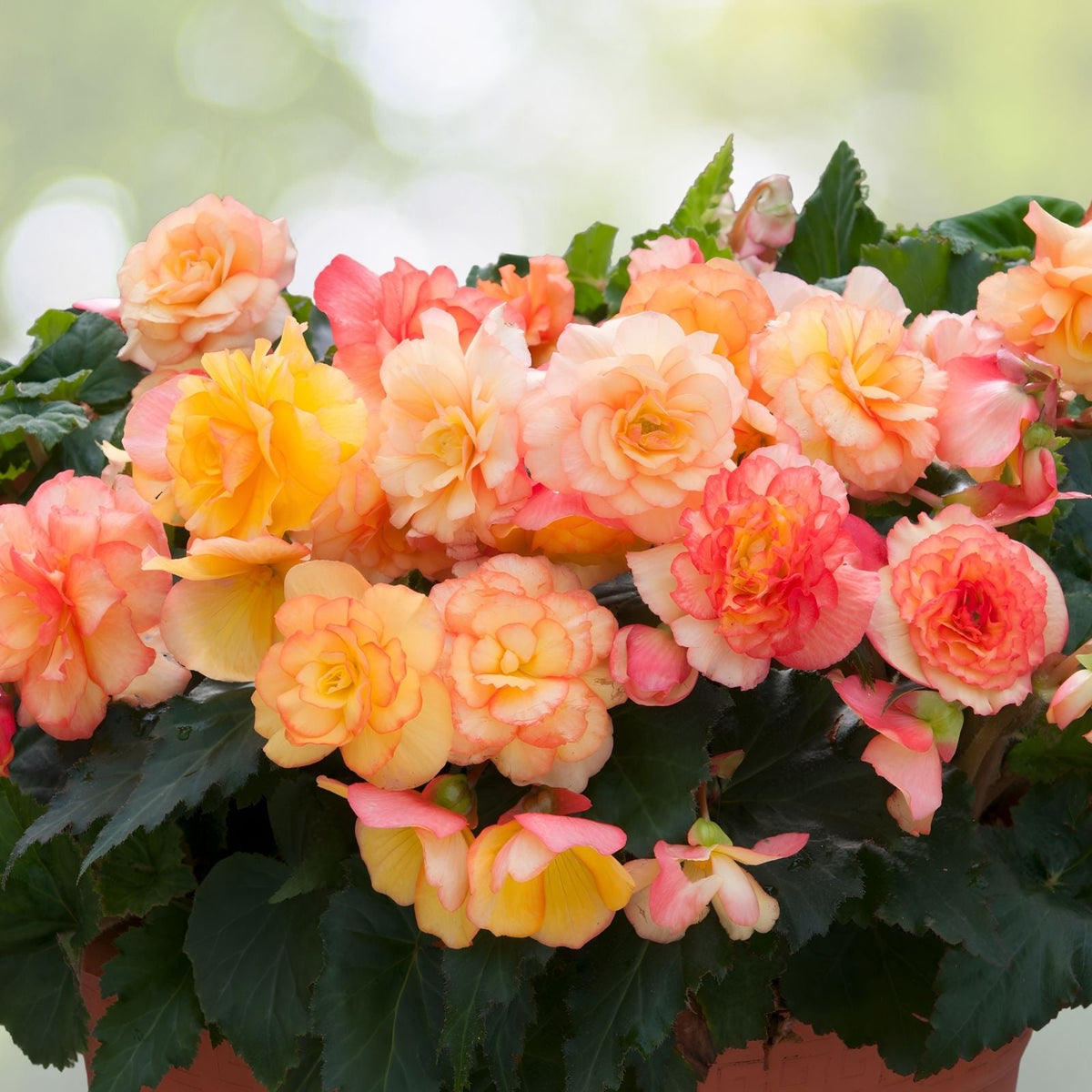 Dusk Nectar Begonia Seeds 45 or 125 Count Non-GMO Flower Seeds Indoor Outdoor Begonia spp.