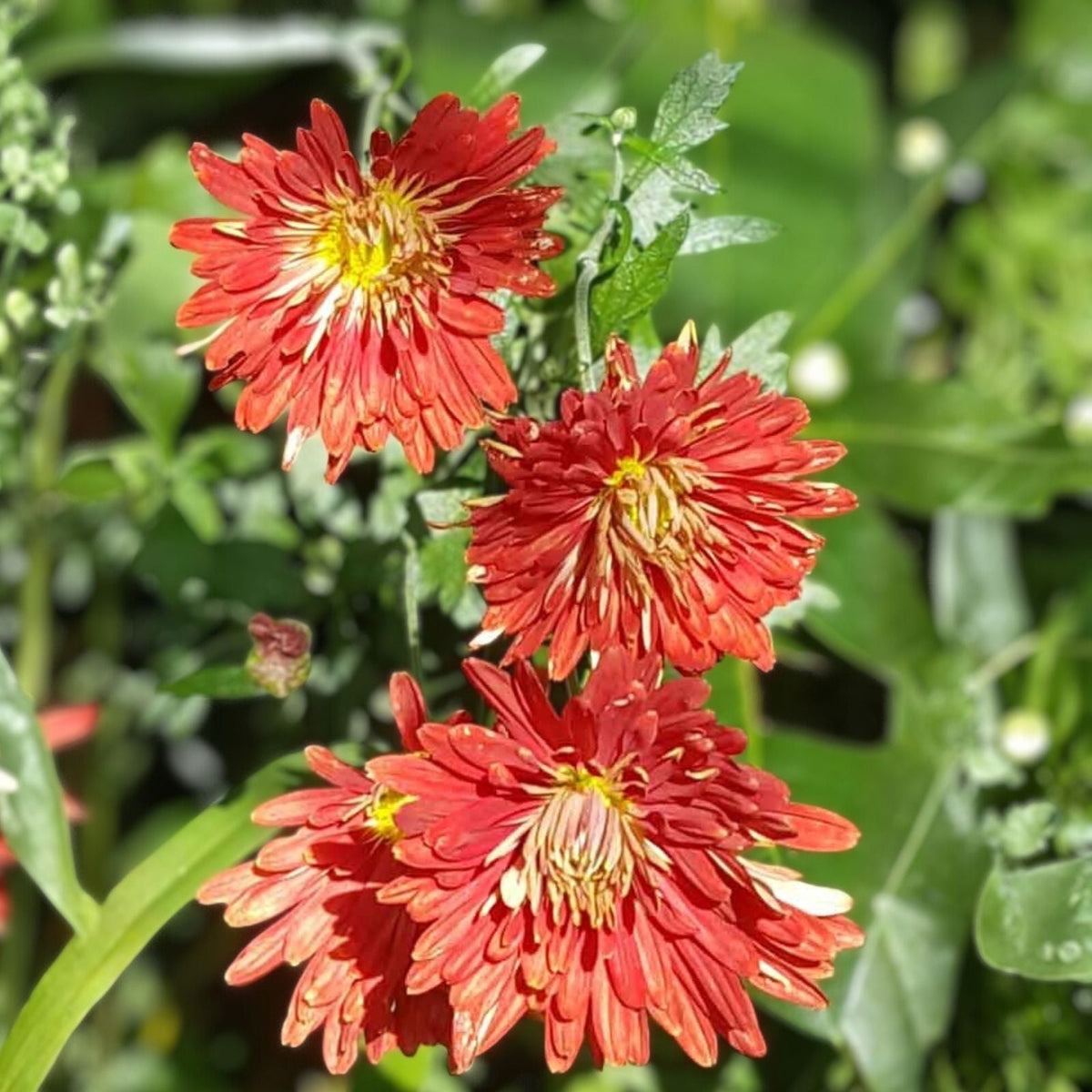 Red Velvet Mum Seeds 200+ Annual Flower Seeds Chrysanthemum Variety Vibrant Red Garden Blooms