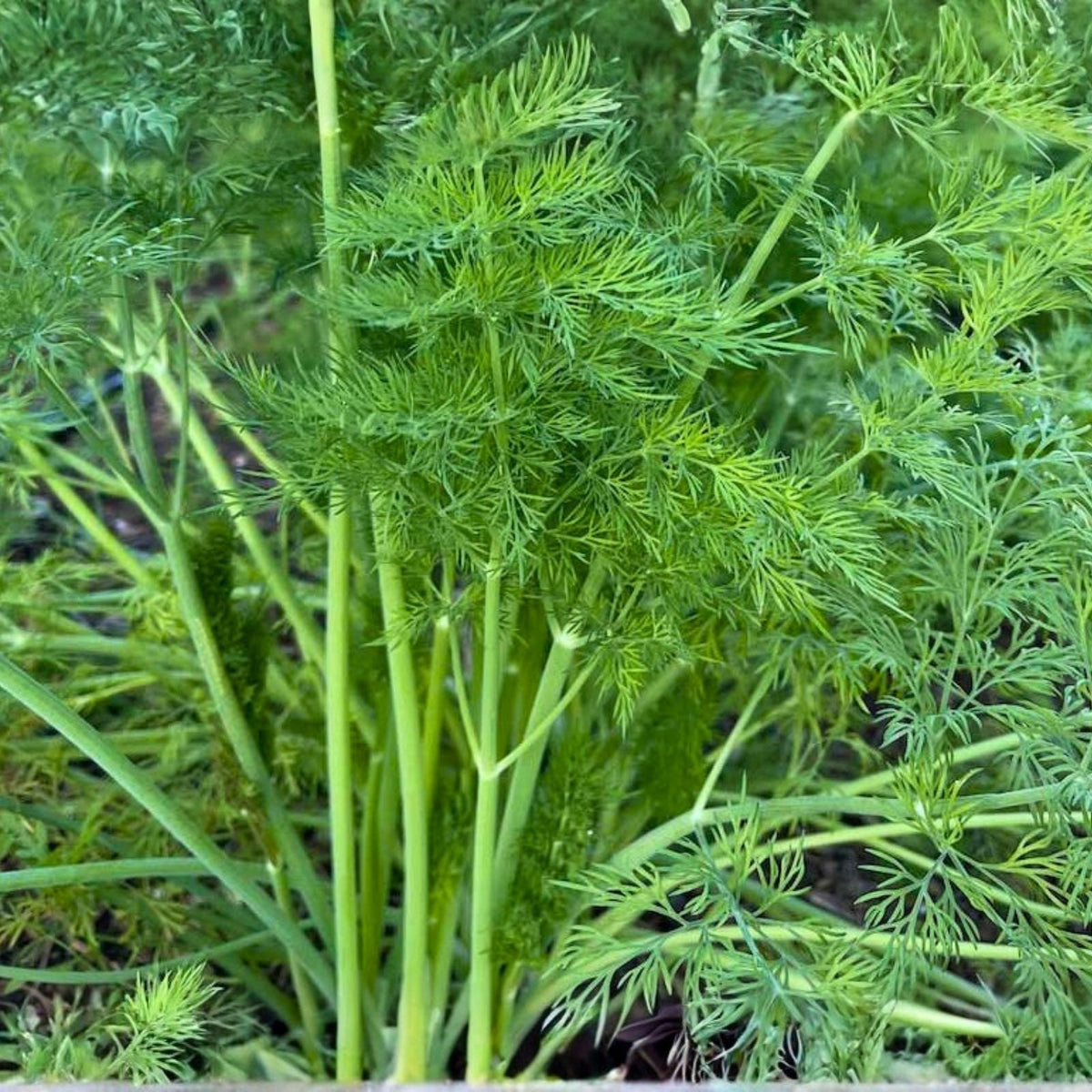 Dill Seeds 25+ Heirloom Mammoth Long Island Non-GMO Anethum graveolens Culinary Spice