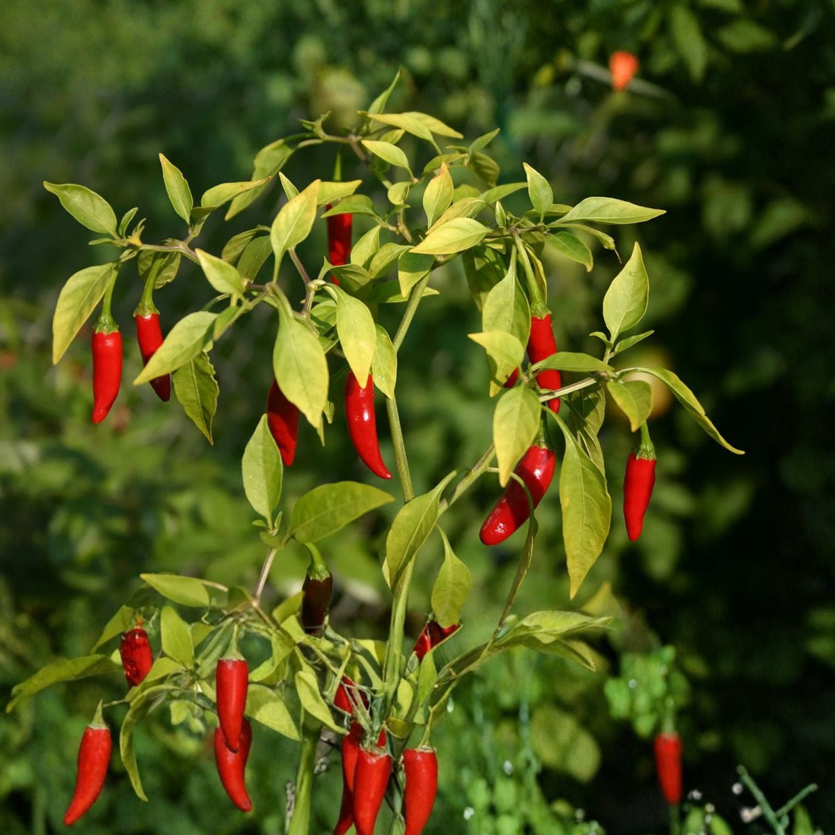 Hot Pepper Seeds 4oz Sealed Bag Early Jalapeno Capsicum annuum Gourmet Gardening Supplies