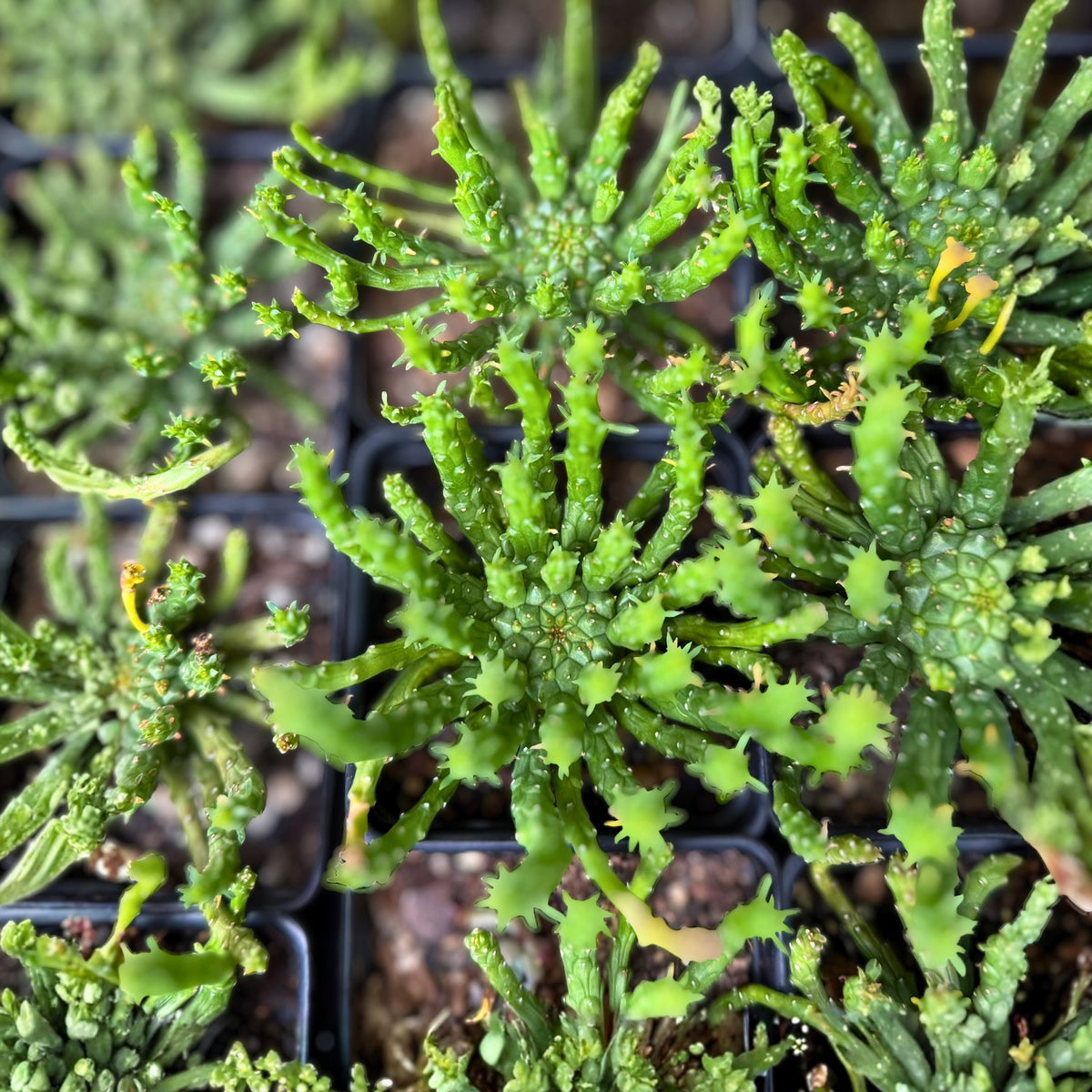Medusa's Head Plant 4" Live Euphorbia flanaganii Unique Succulent African Milk Bar Plant