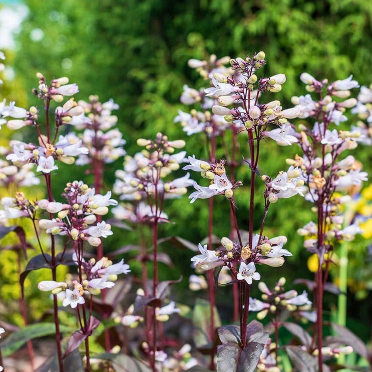 Foxglove Beardtongue Live Starter Plant - Husker Red Penstemon Digitalis Bare Root Perennial