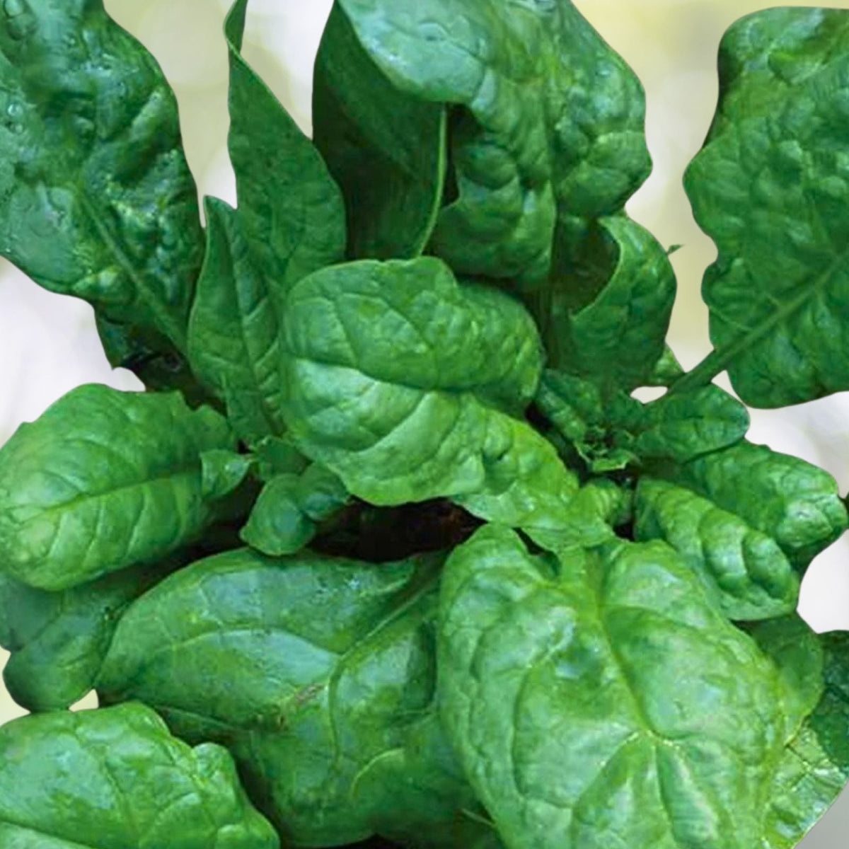 Heirloom Spinach Seeds 500 Non-GMO America Variety Spinacia oleracea Vegetable Seeds