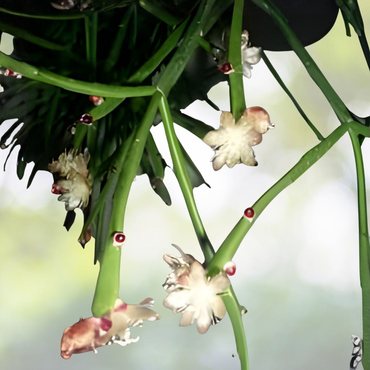 Rhipsalis Dissimilis Cuttings - 4 Inch Orchid Cactus Succulent Plant with White Flowers