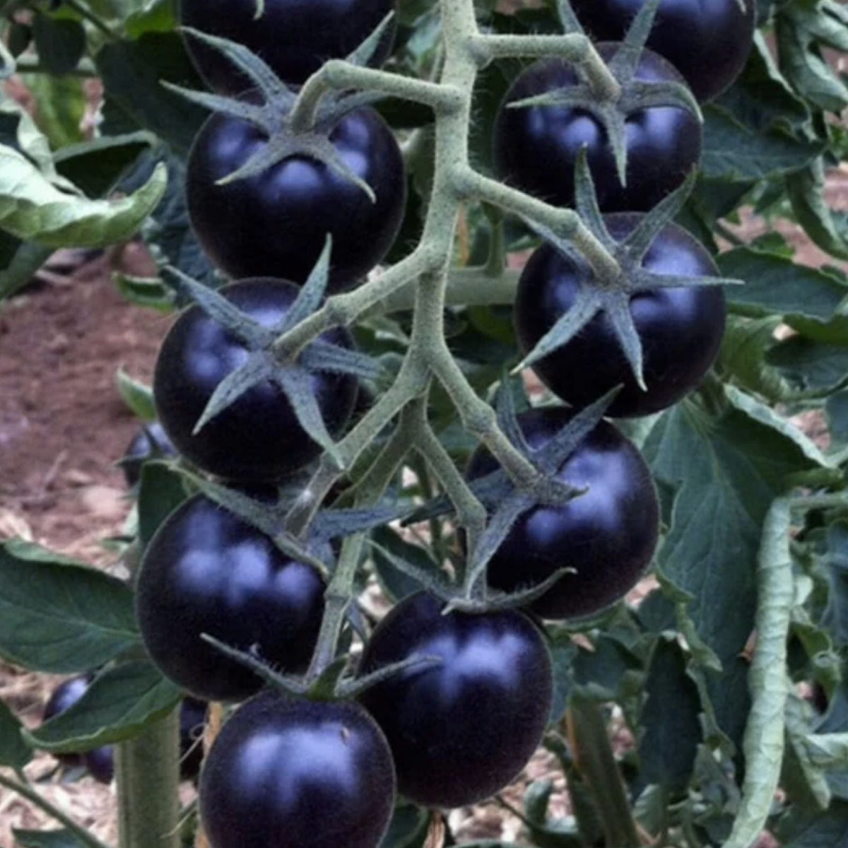 Rare Black Tomato Seeds | 50+ Seeds | Exotic Black Variety | Solanum lycopersicum