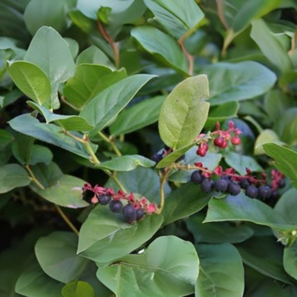 Salal Berry Bush Live Starter Plants Set of 3 Evergreen Shrubs 4" Pot Gaultheria shallon